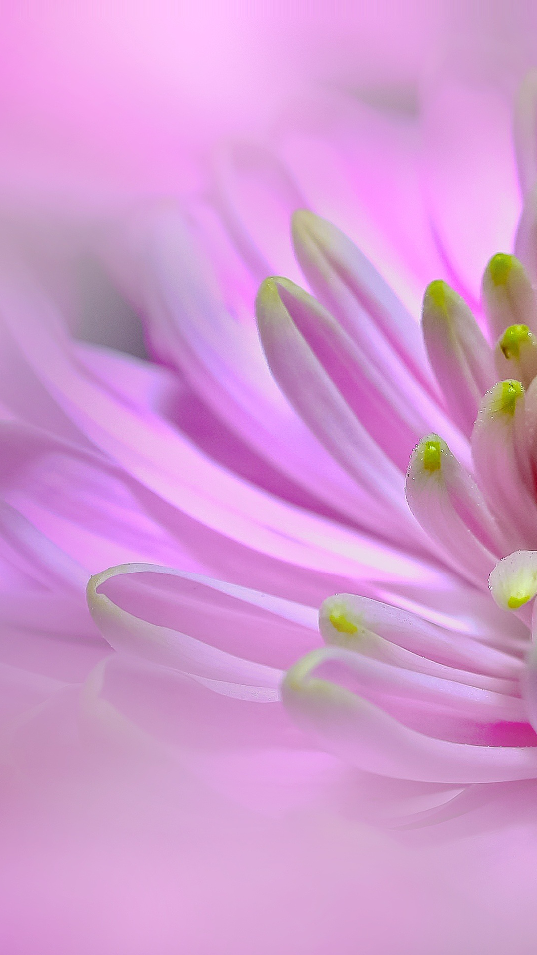 flower wallpaper hd,flowering plant,petal,flower,pink,close up