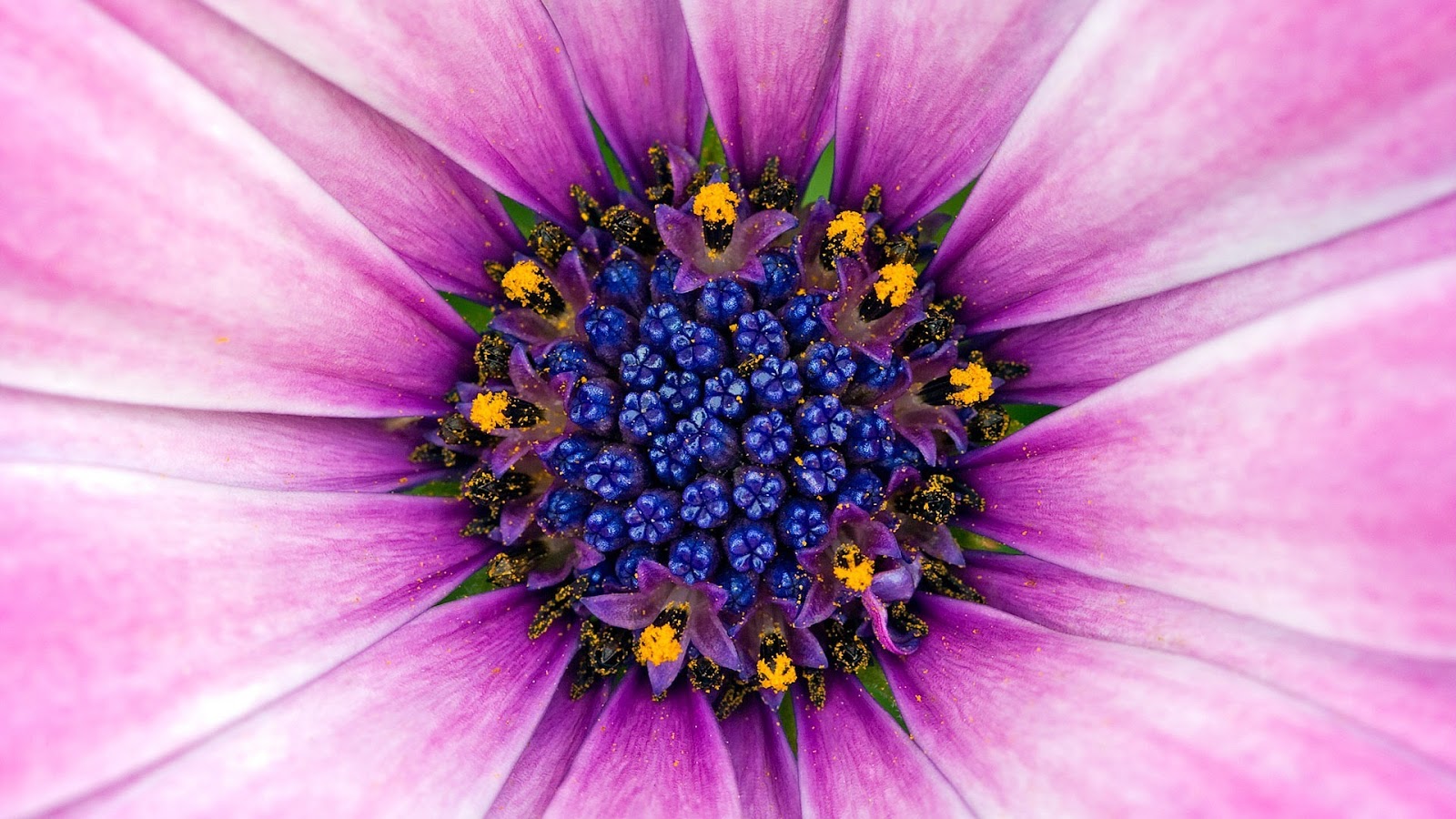 flower wallpaper hd,flower,flowering plant,petal,african daisy,purple