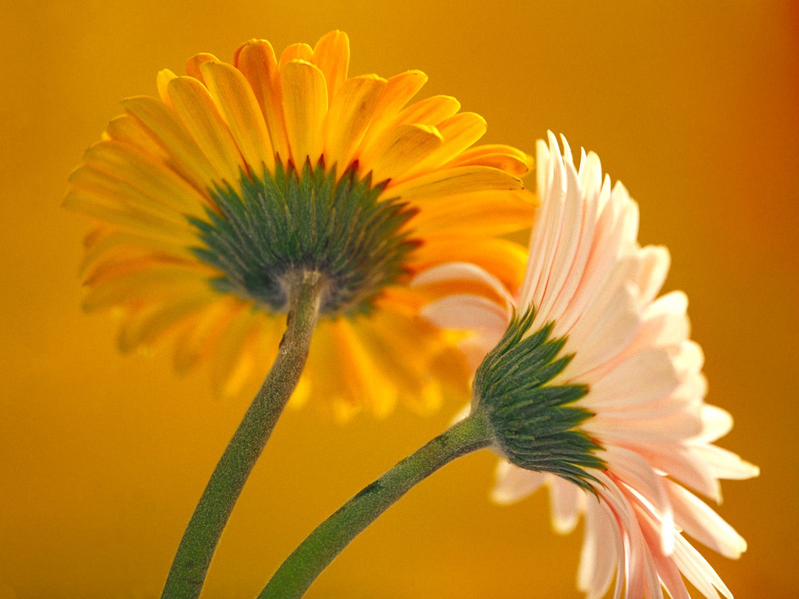 fond d'écran fleur hd,fleur,plante à fleurs,marguerite de barberton,gerbera,orange