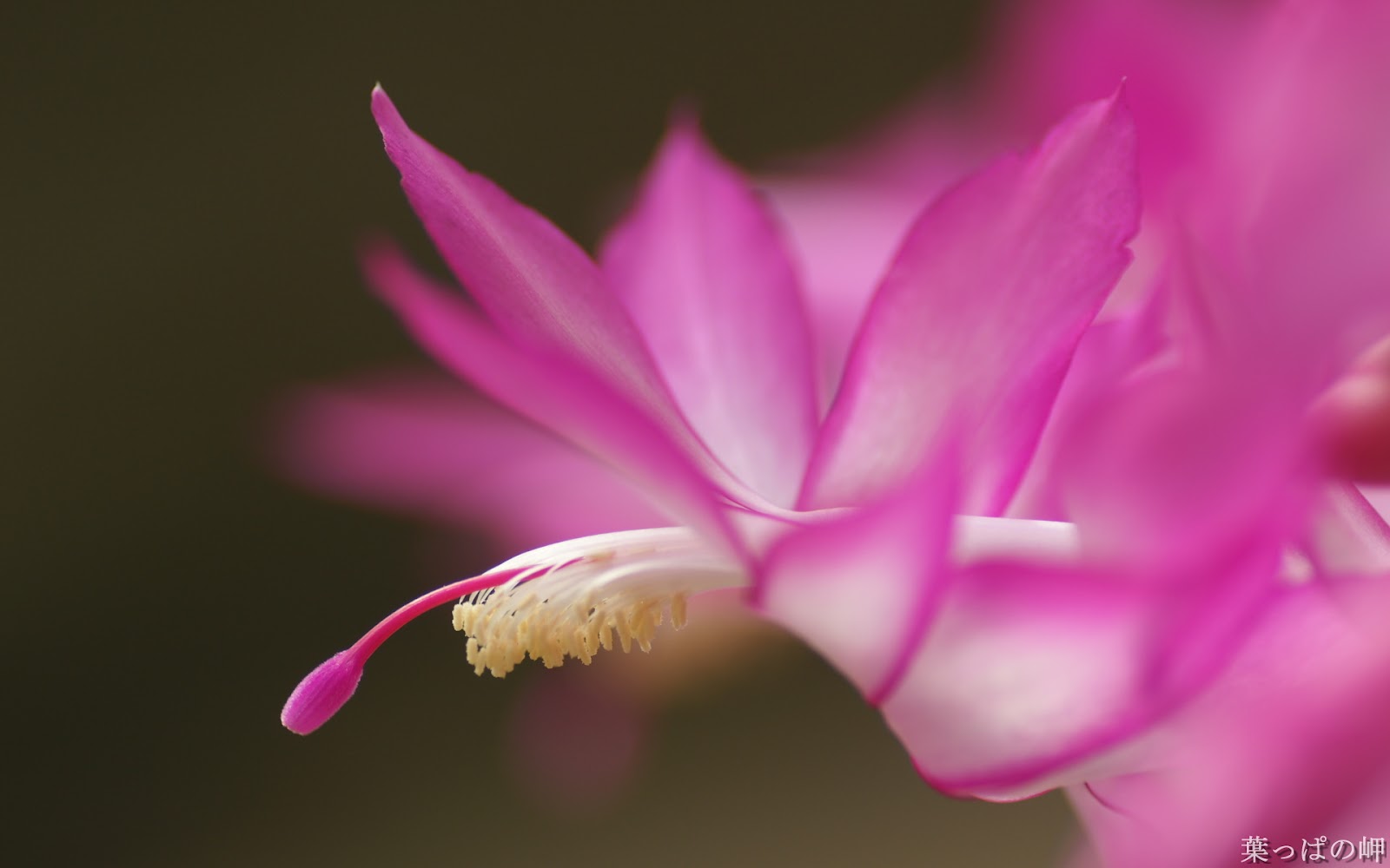 flor fondos de pantalla hd,flor,planta floreciendo,pétalo,rosado,planta