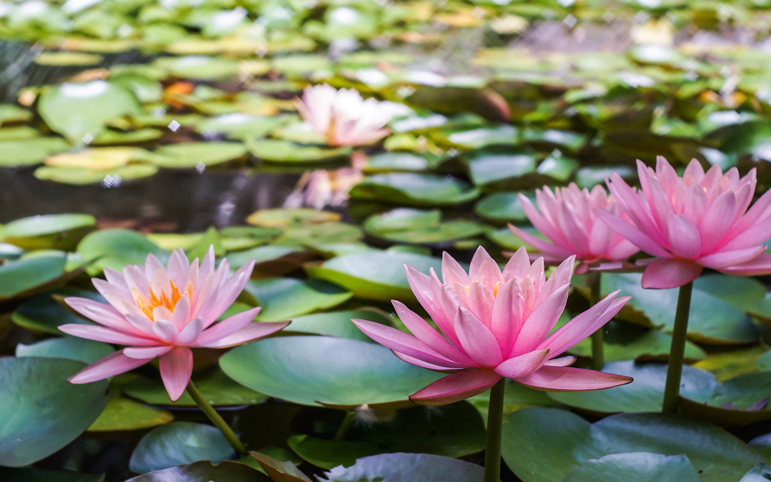 flower wallpaper hd,flower,fragrant white water lily,flowering plant,aquatic plant,plant