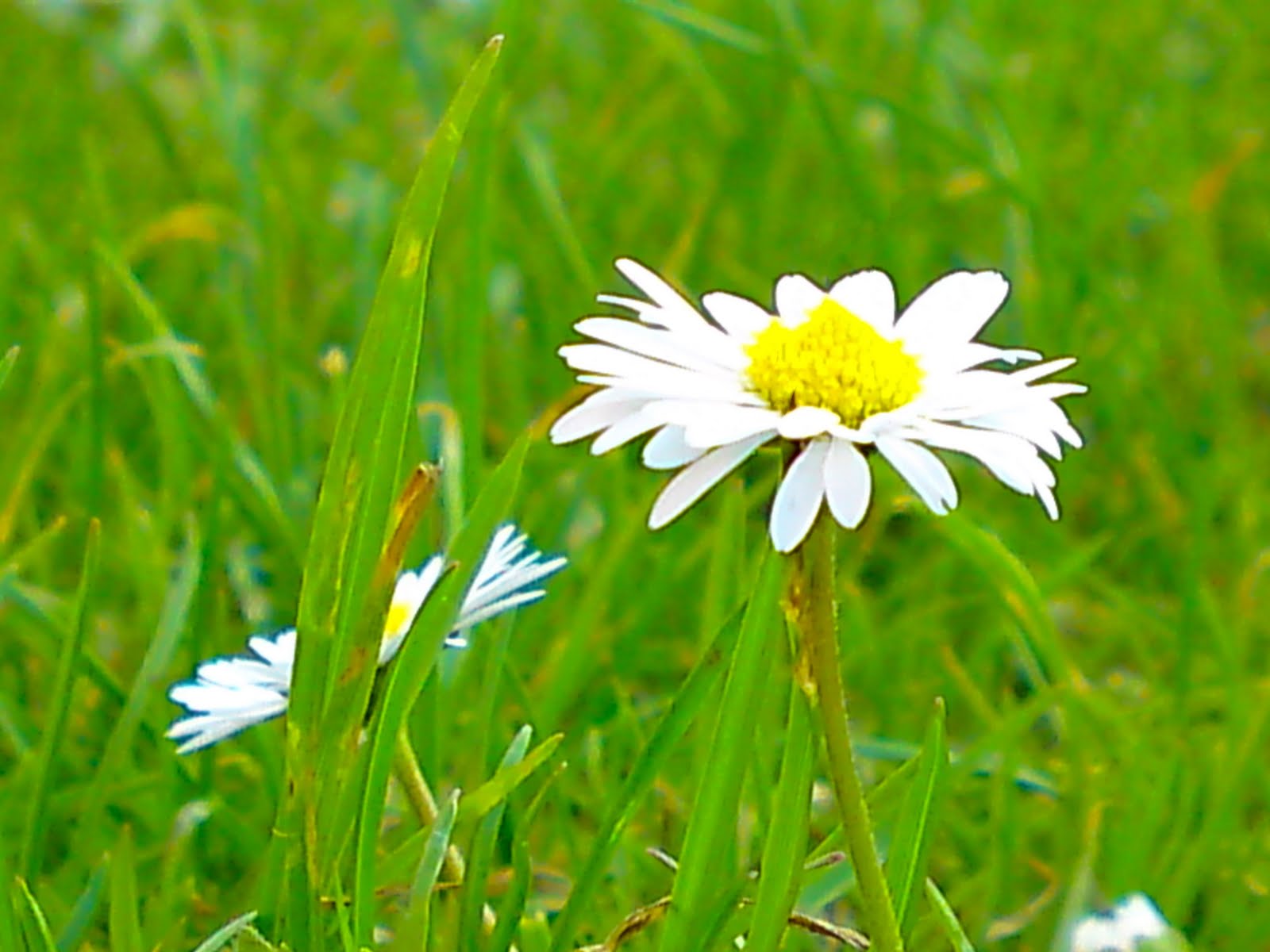 flower wallpaper hd,flower,flowering plant,daisy,oxeye daisy,green