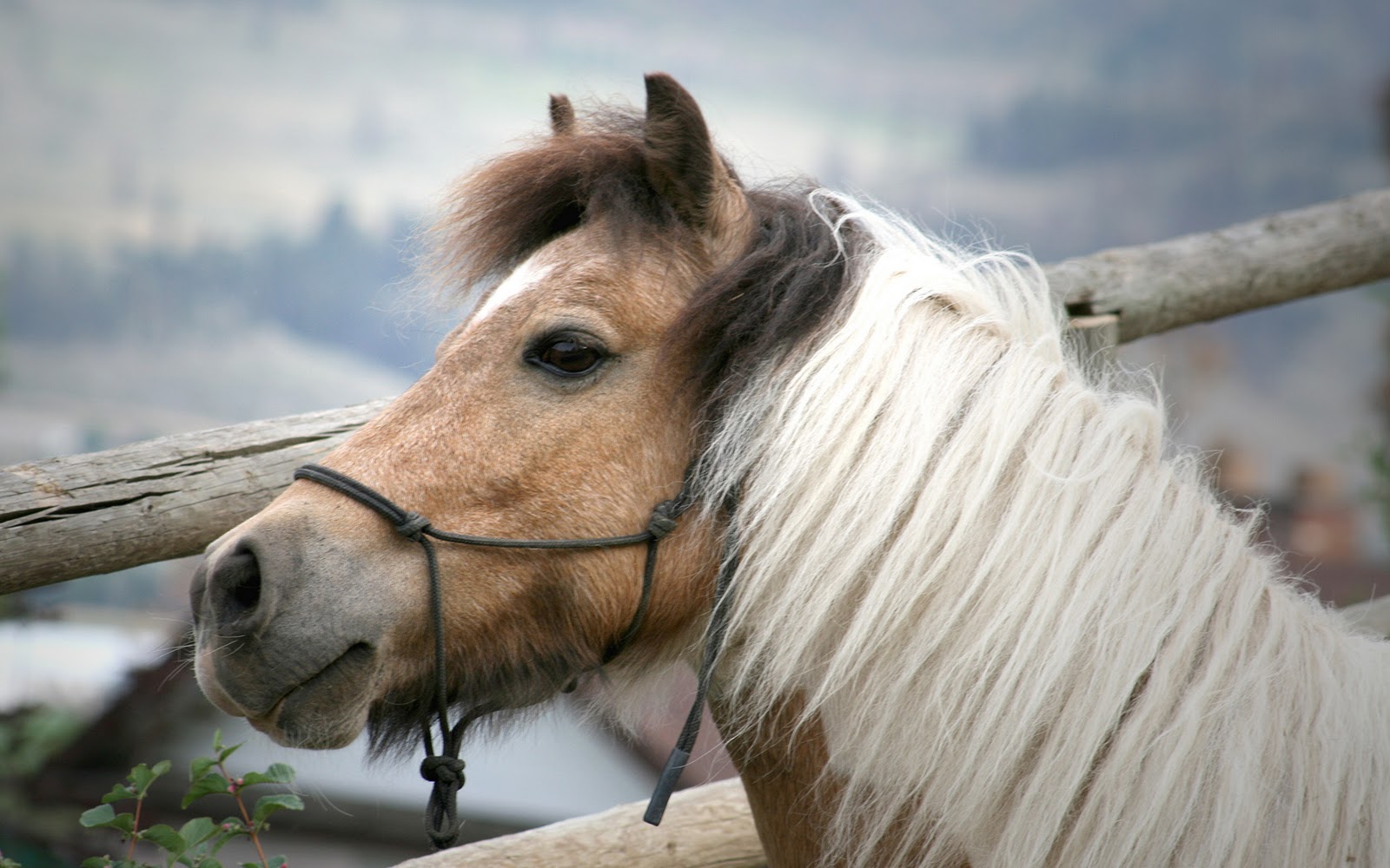 fondo de pantalla de caballo,caballo,melena,hocico,poni,pony shetland