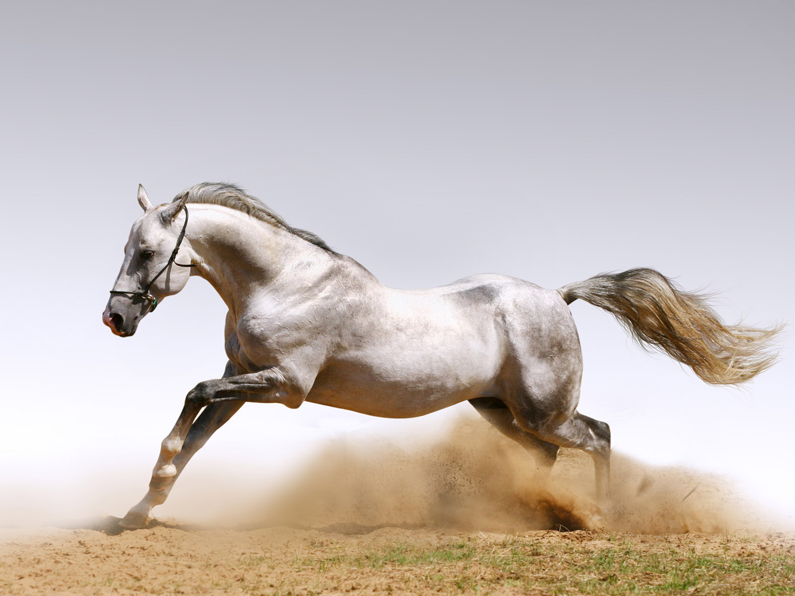 horse wallpaper,horse,mammal,vertebrate,stallion,mane