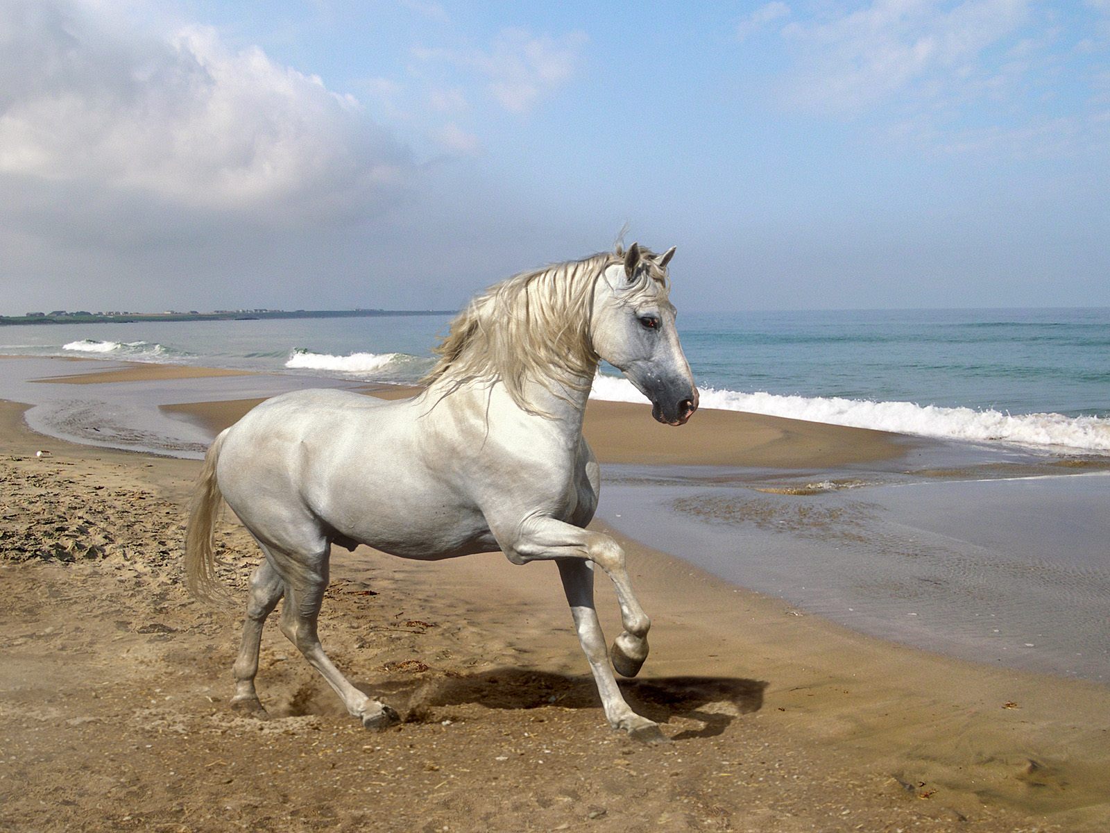 horse wallpaper,horse,mammal,stallion,mane,mare