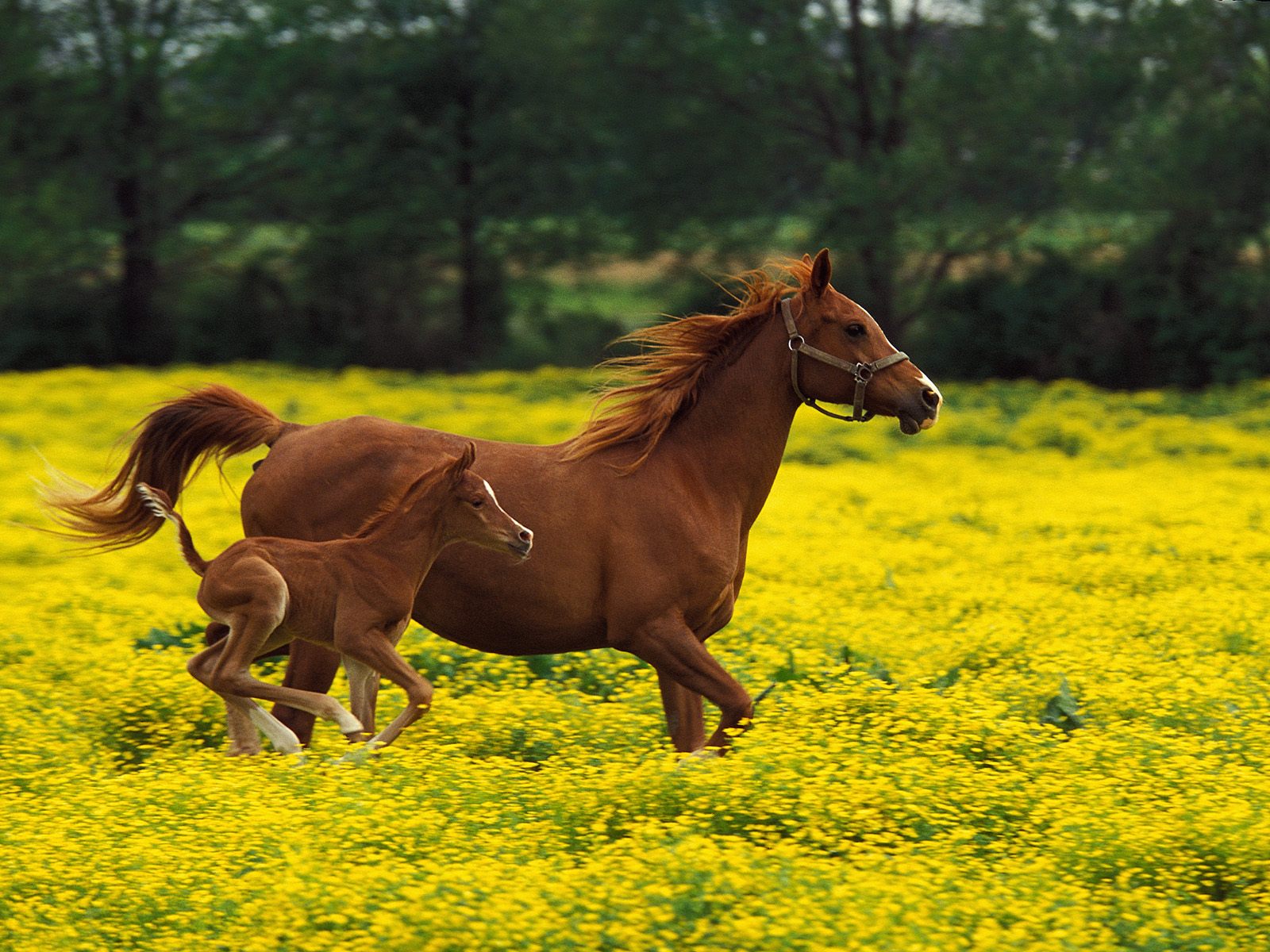 fondo de pantalla de caballo,caballo,alazán,yegua,mustang caballo,semental