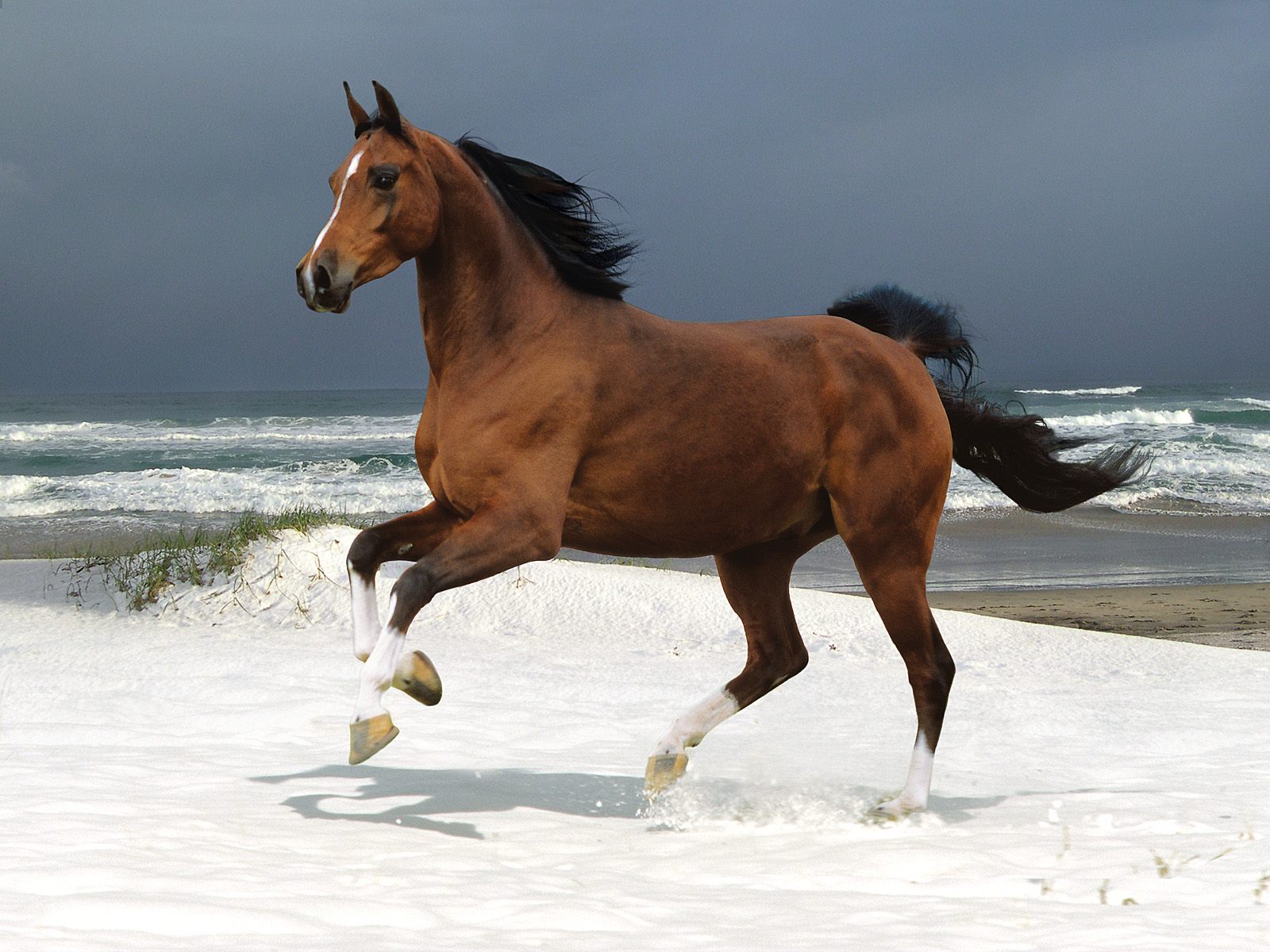 horse wallpaper,horse,mammal,vertebrate,mane,stallion