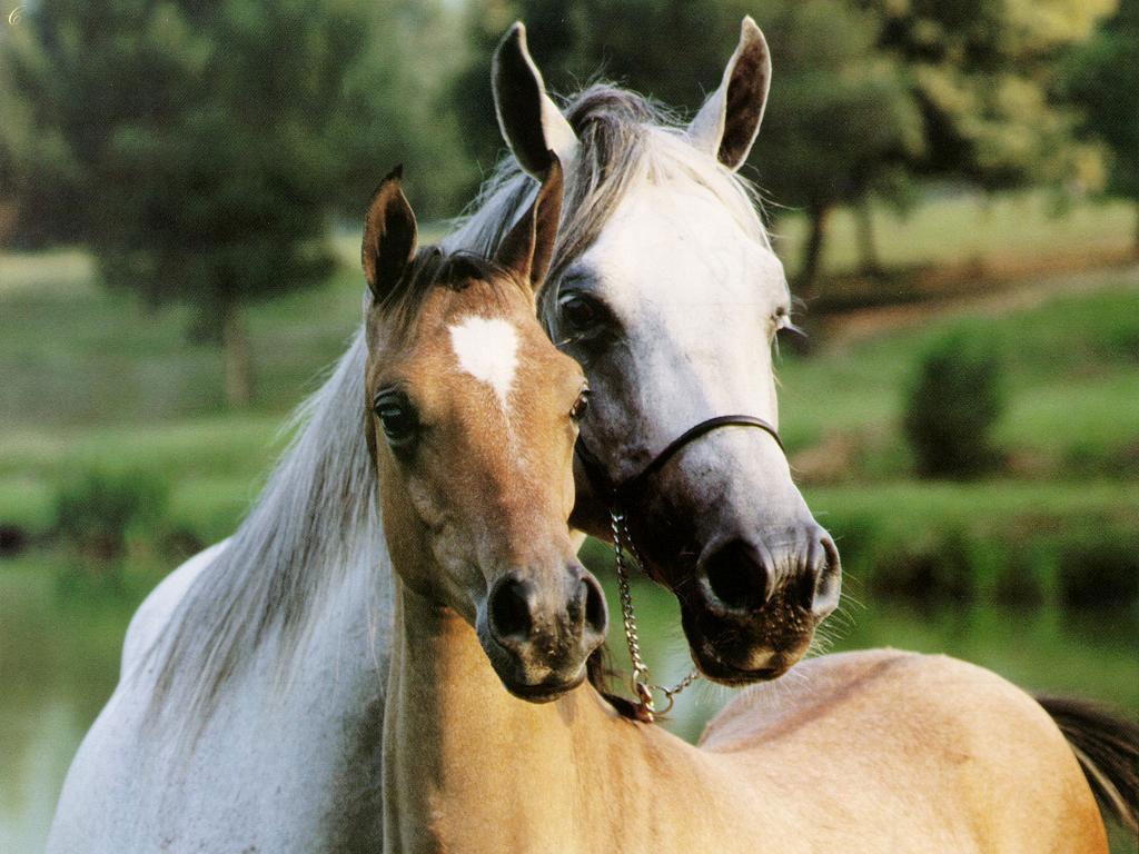 馬の壁紙,うま,ヘア,たてがみ,牝馬,種馬