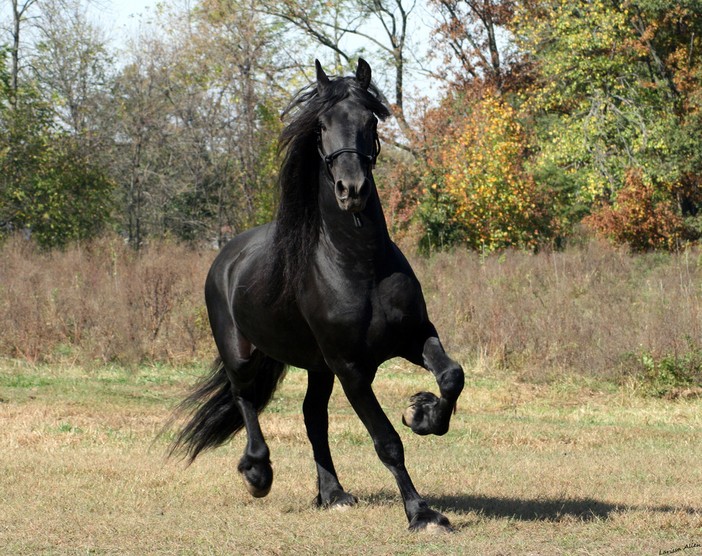 馬の壁紙,うま,種馬,たてがみ,牝馬,マスタング馬