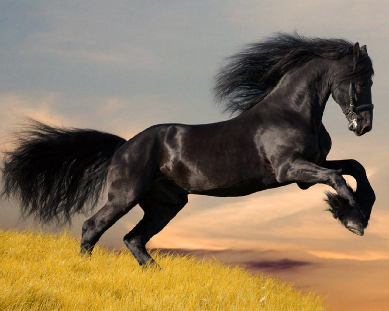 horse wallpaper,horse,mammal,vertebrate,mane,stallion