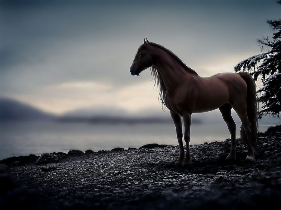 fondo de pantalla de caballo,caballo,cielo,naturaleza,melena,mustang caballo