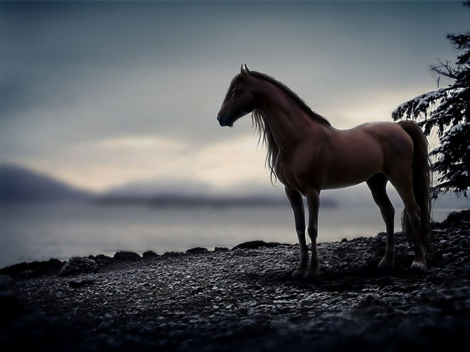 papier peint cheval,cheval,ciel,la nature,crinière,cheval mustang