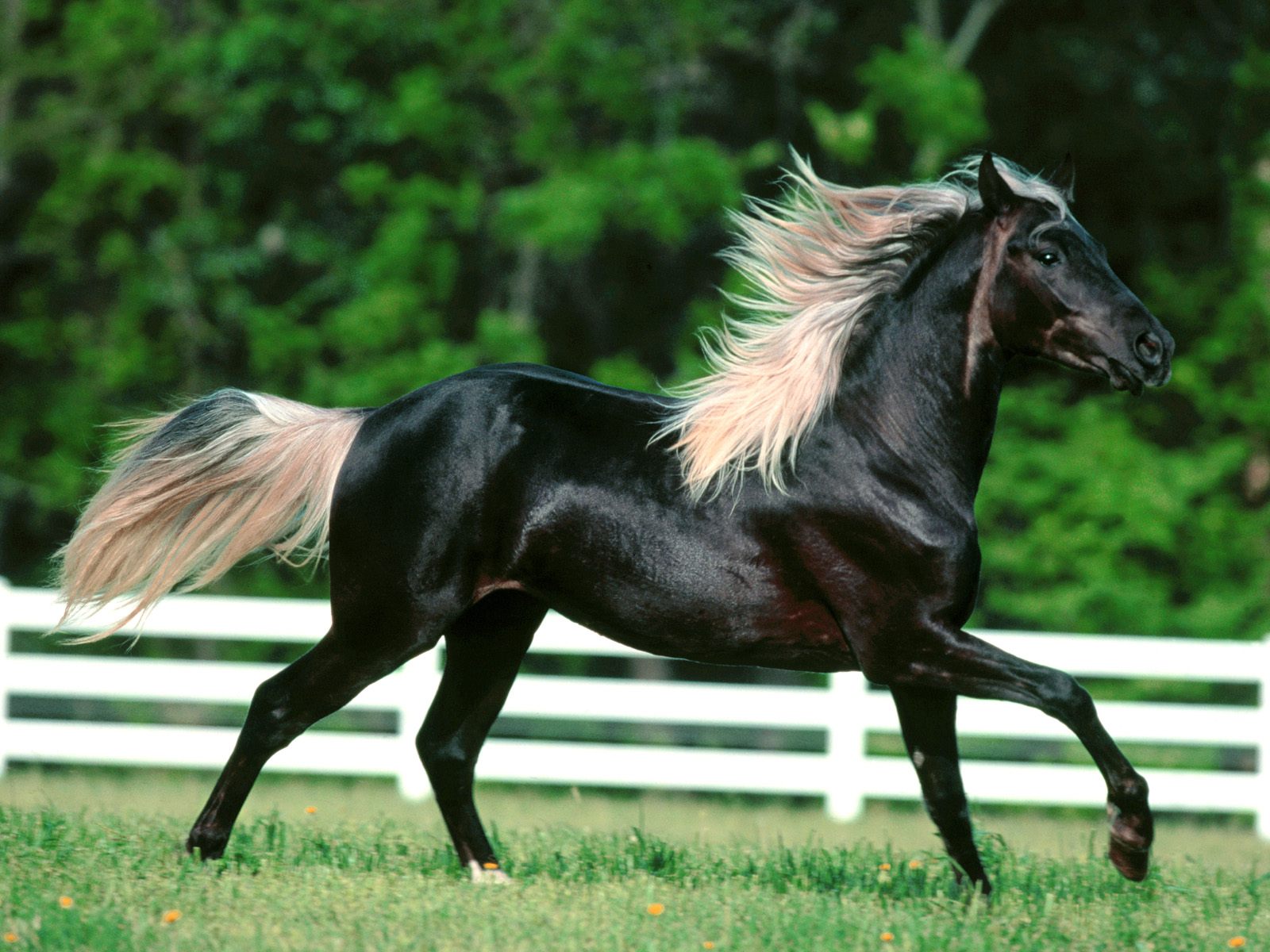 papier peint cheval,cheval,crinière,étalon,jument,cheval mustang