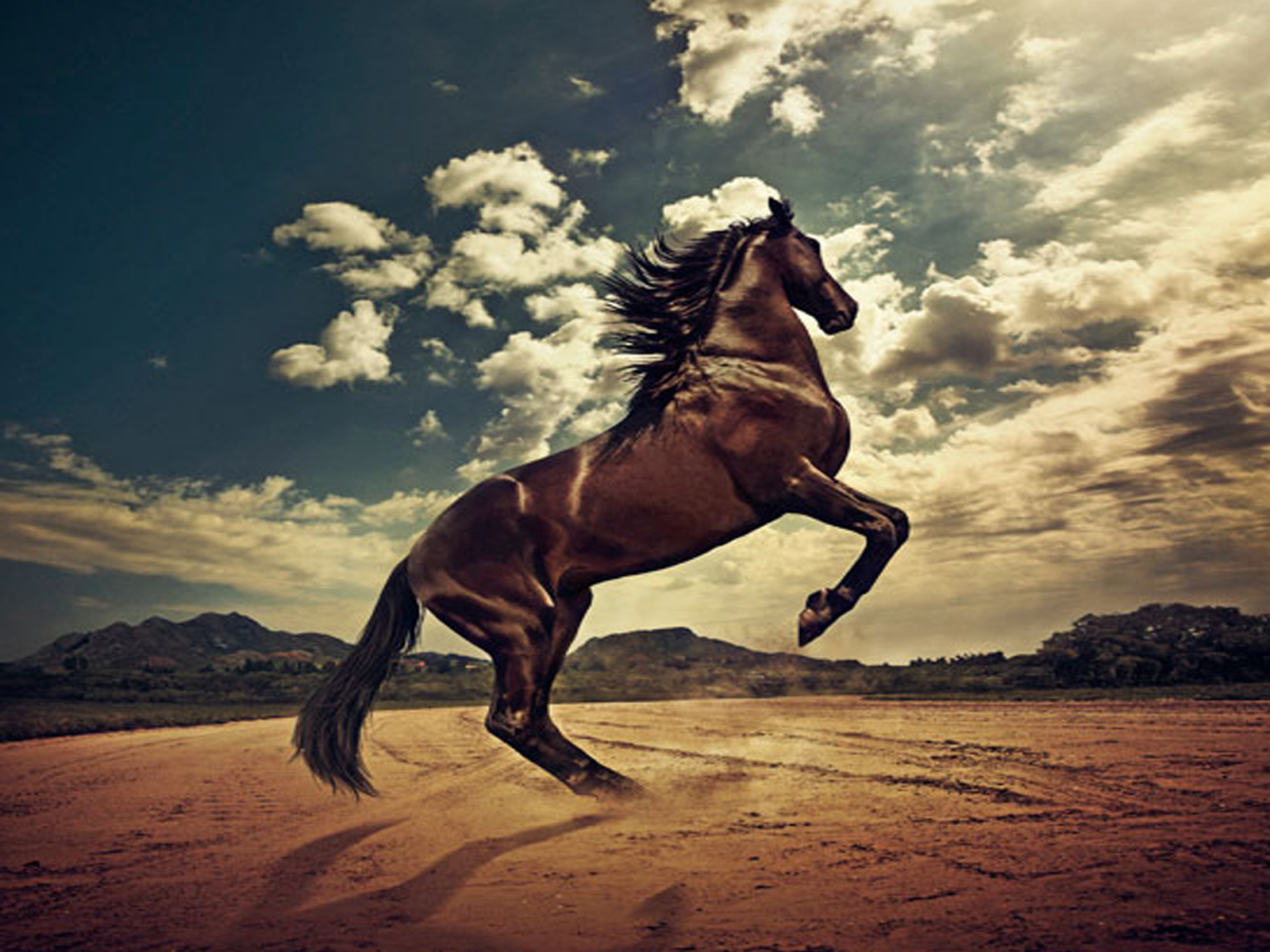 papier peint cheval,cheval,ciel,nuage,étalon,crinière