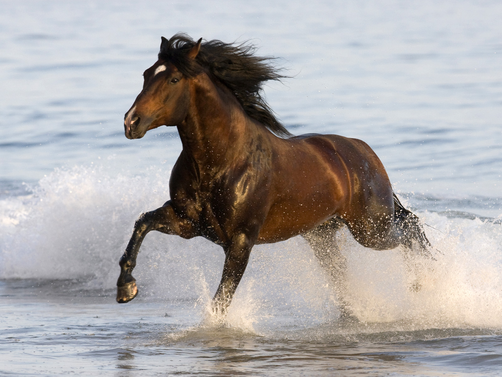 horse wallpaper,horse,vertebrate,mammal,mane,stallion