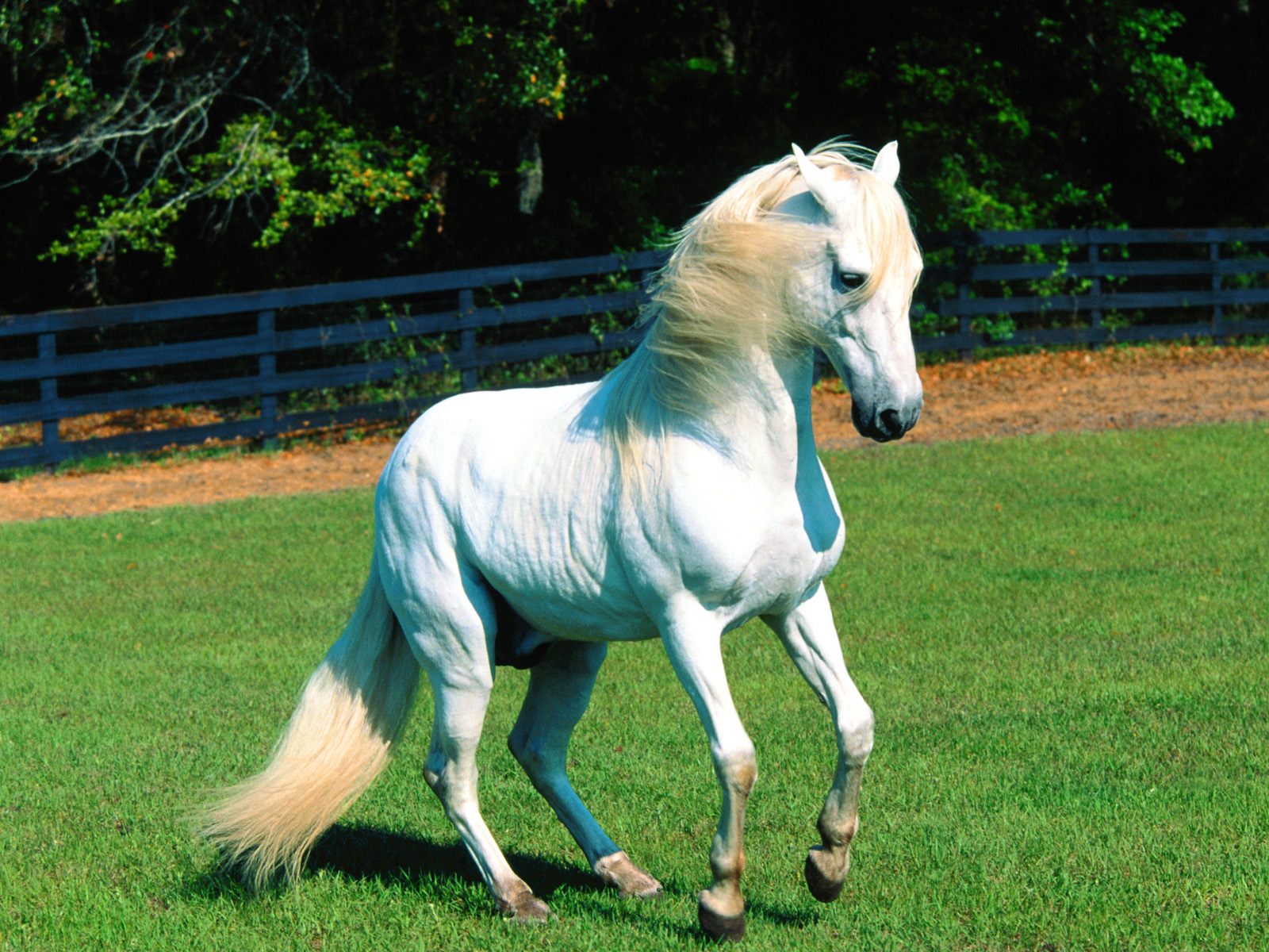 papier peint cheval,cheval,crinière,étalon,jument,cheval mustang