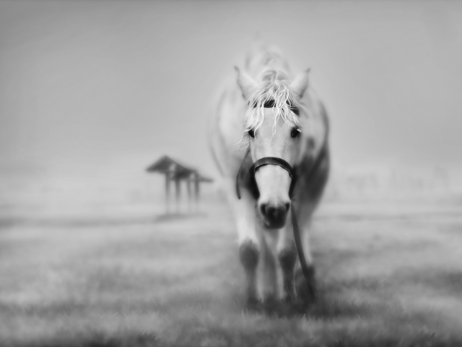 papier peint cheval,cheval,blanc,noir et blanc,crinière,monochrome