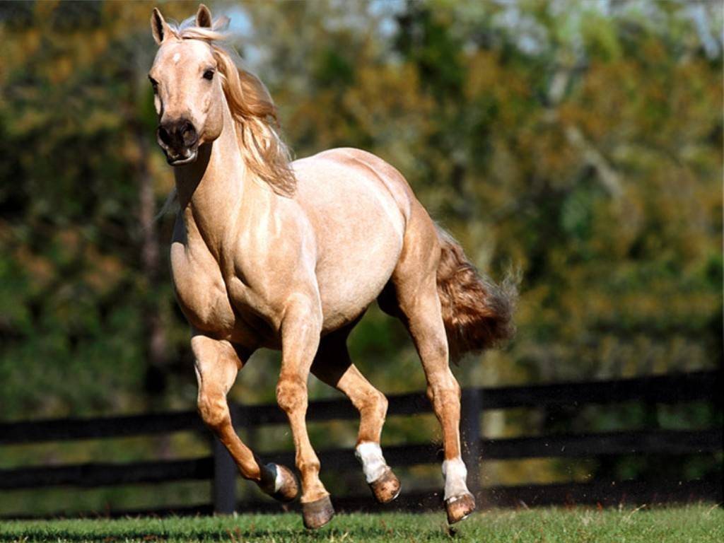 horse wallpaper,horse,mammal,vertebrate,stallion,mane