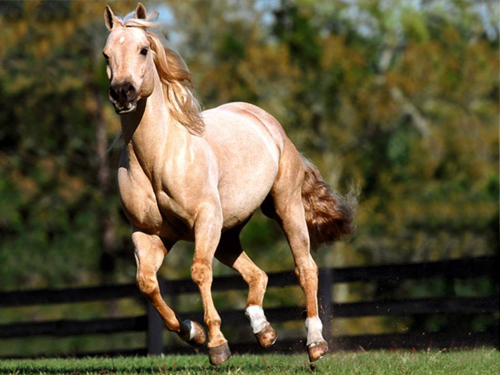 馬の壁紙,うま,種馬,たてがみ,牝馬,マスタング馬