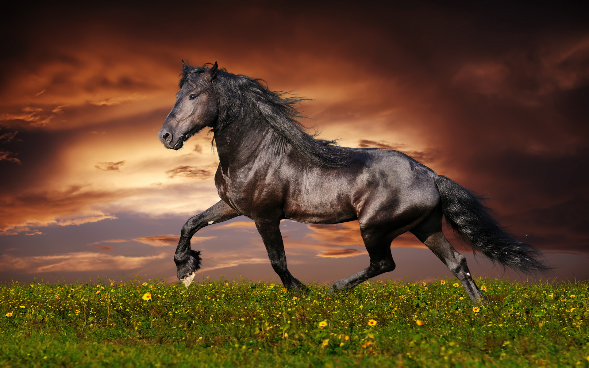 papier peint cheval,cheval,crinière,étalon,ciel,cheval mustang