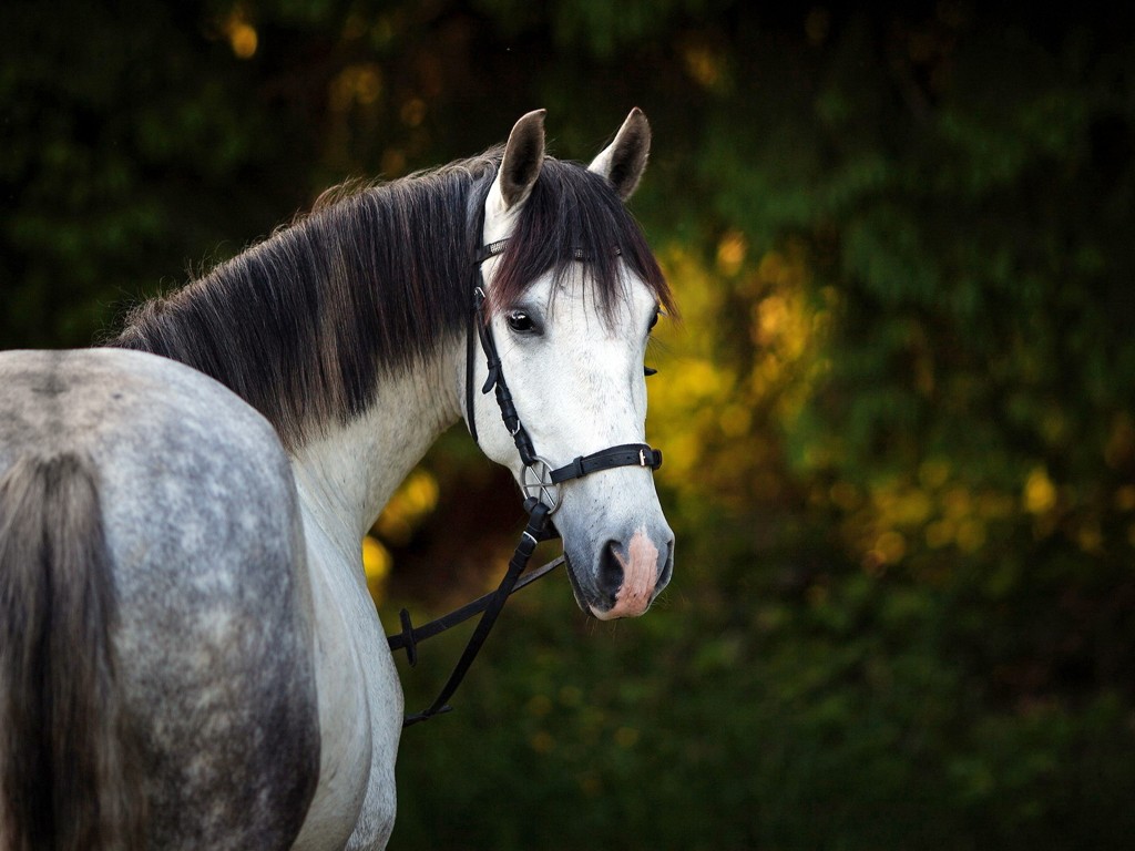 carta da parati a cavallo,cavallo,briglia,criniera,stallone,cavalla