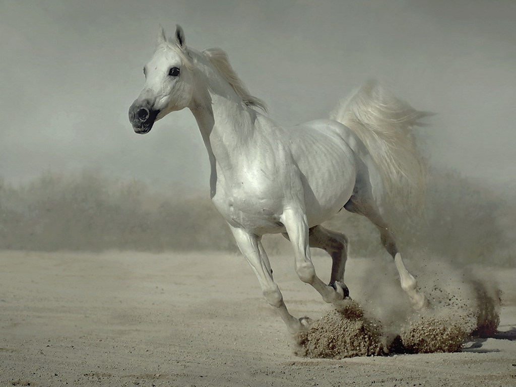 papier peint cheval,cheval,crinière,étalon,jument,cheval mustang