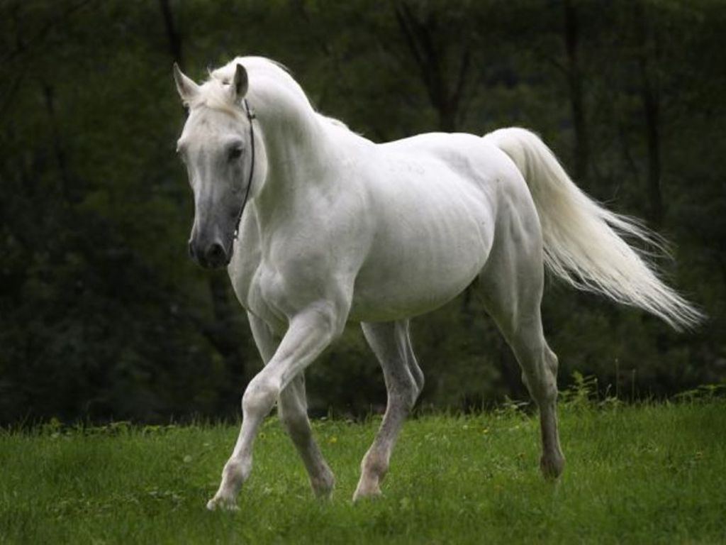 horse wallpaper,horse,vertebrate,mammal,mane,stallion