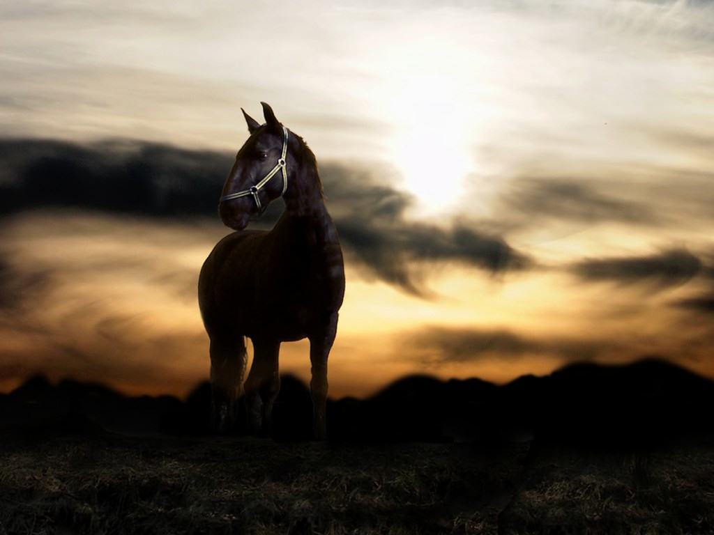 fondo de pantalla de caballo,caballo,cielo,melena,semental,mustang caballo