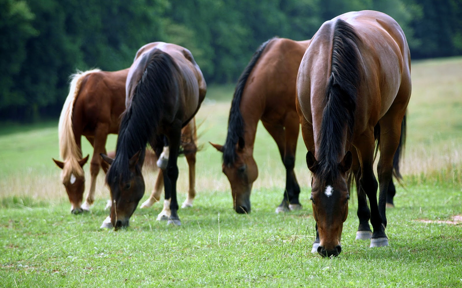 horse wallpaper,vertebrate,horse,mammal,grazing,pasture