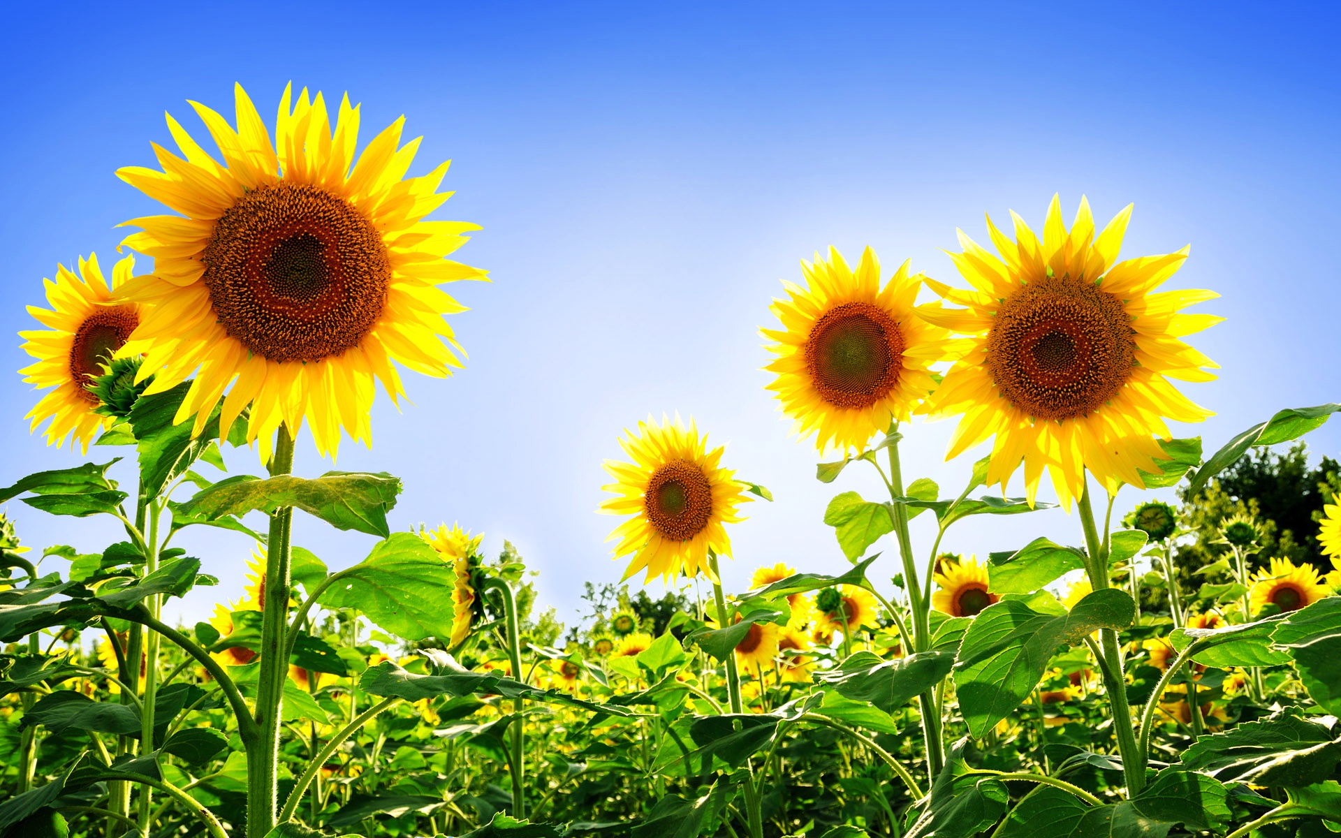 sunflower wallpaper,flower,sunflower,flowering plant,sky,nature