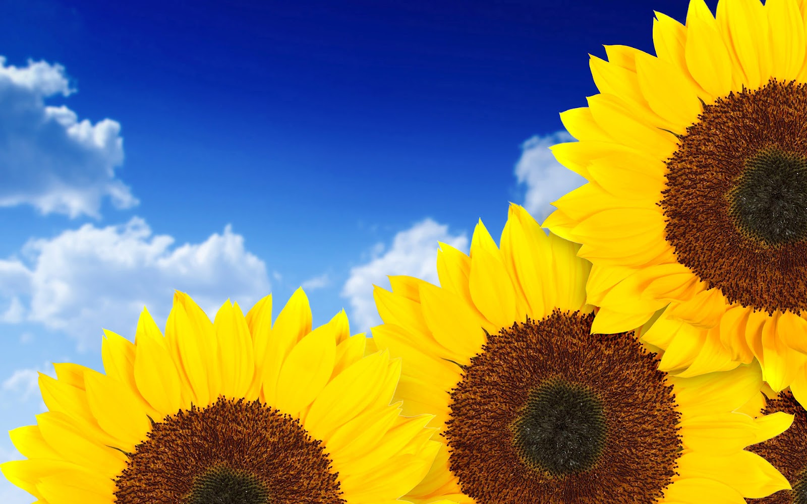 sunflower wallpaper,sunflower,flower,sky,yellow,sunflower
