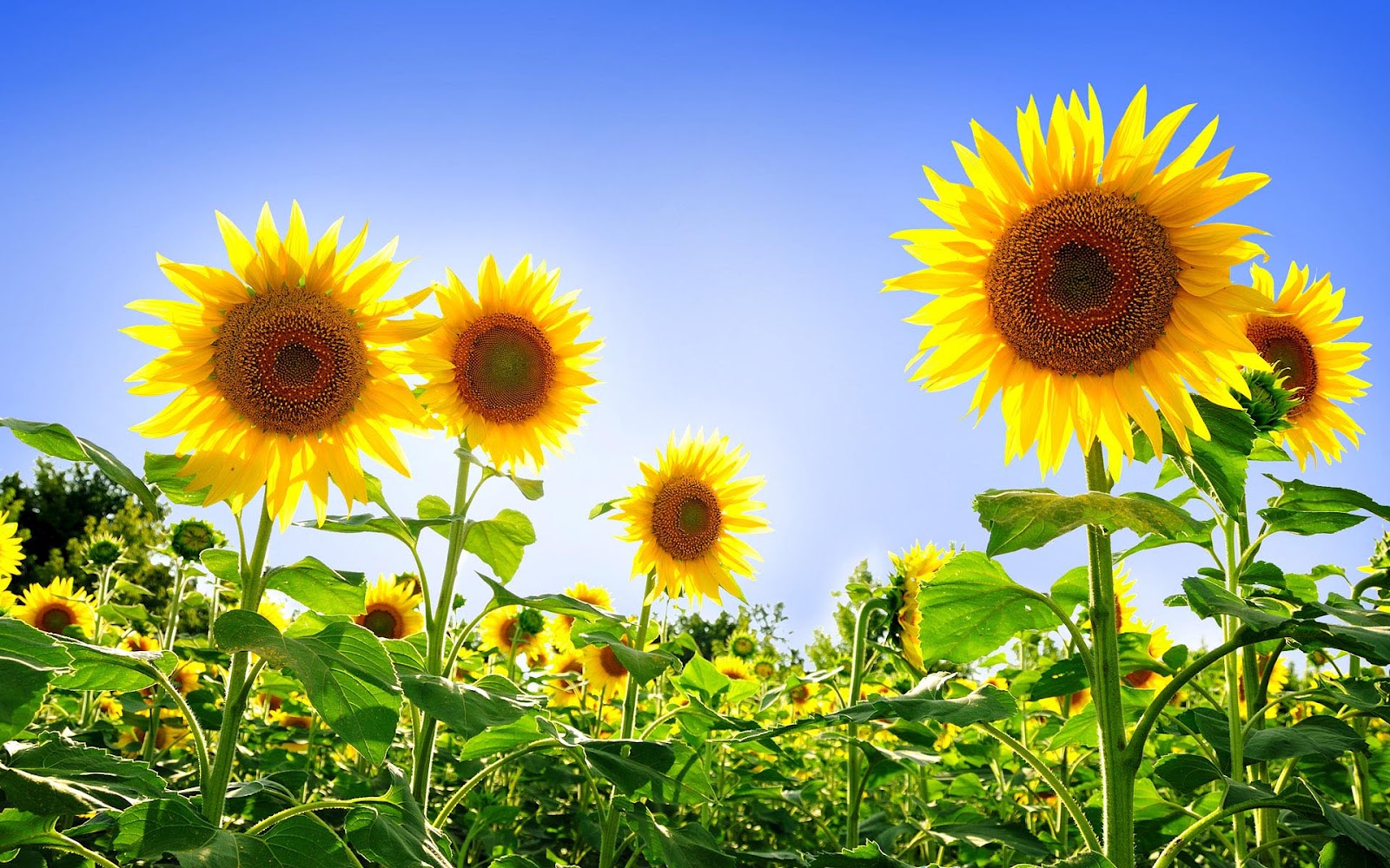 ひまわりの壁紙,花,ひまわり,開花植物,空,工場