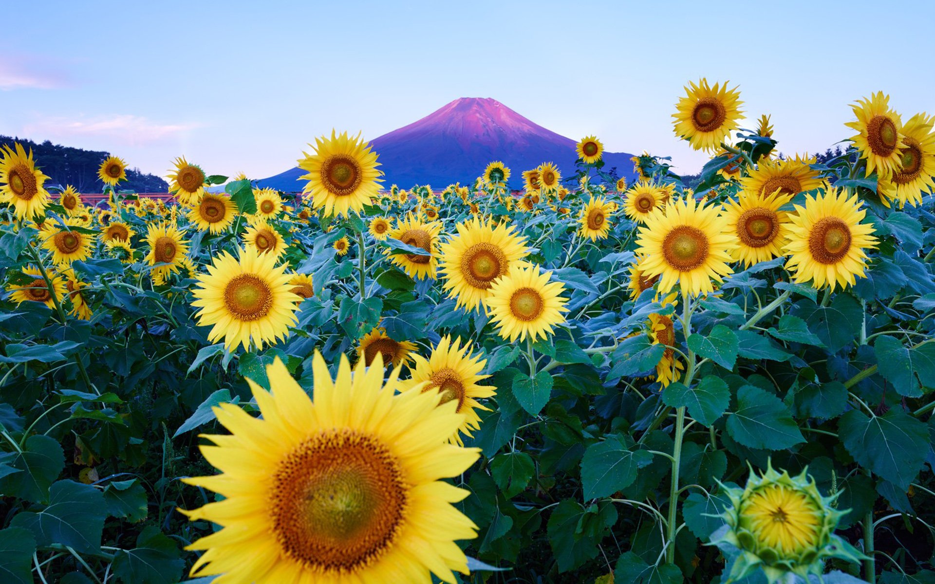 ひまわりの壁紙,花,ひまわり,開花植物,ひまわり,工場