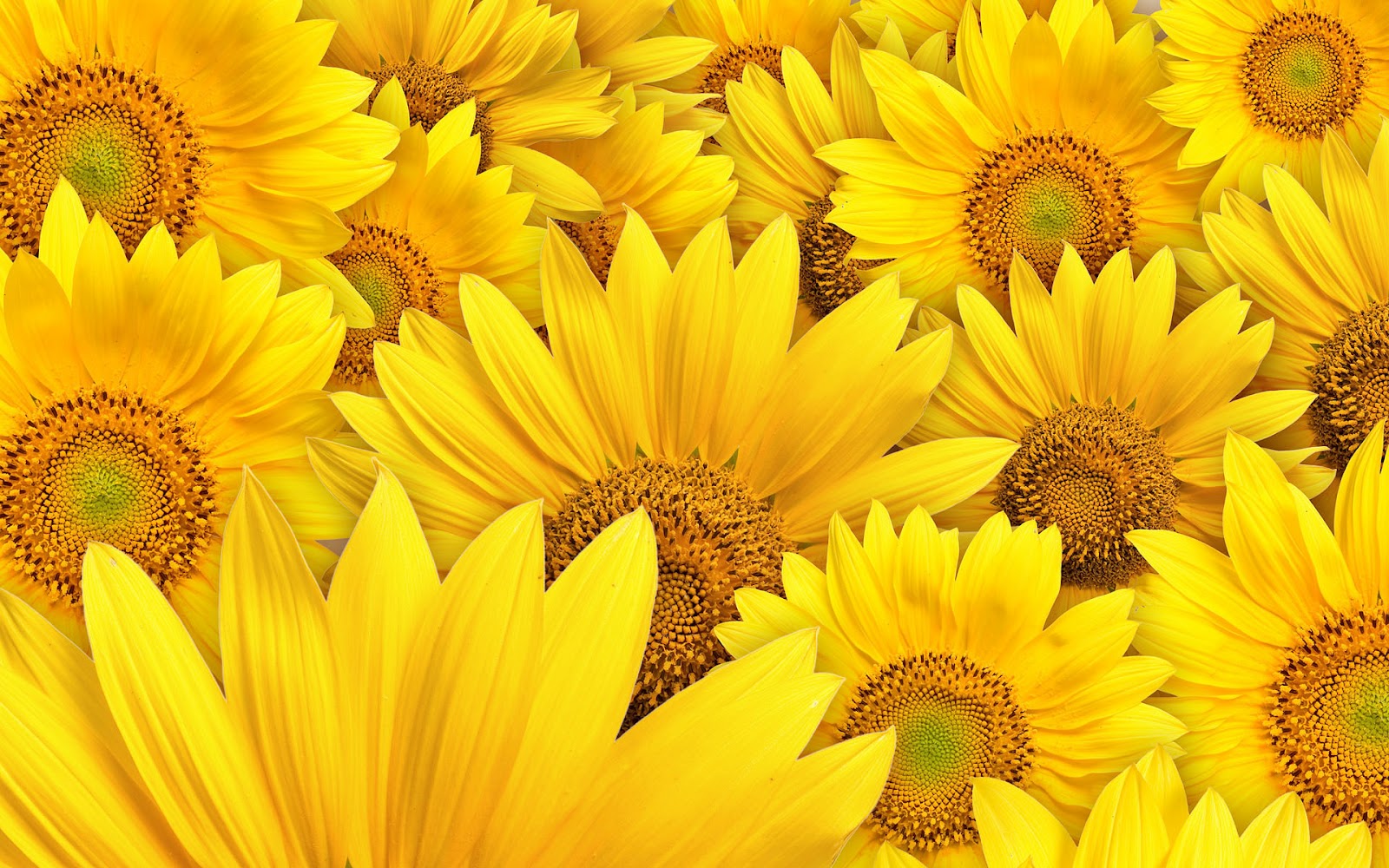 sunflower wallpaper,flower,sunflower,yellow,plant,petal