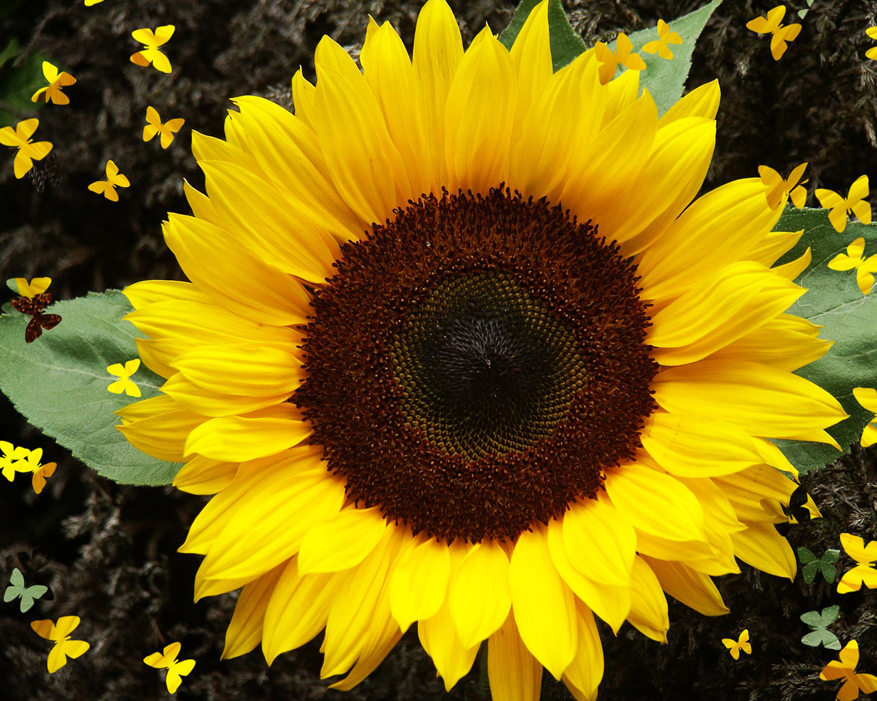 sunflower wallpaper,flower,sunflower,flowering plant,yellow,sunflower