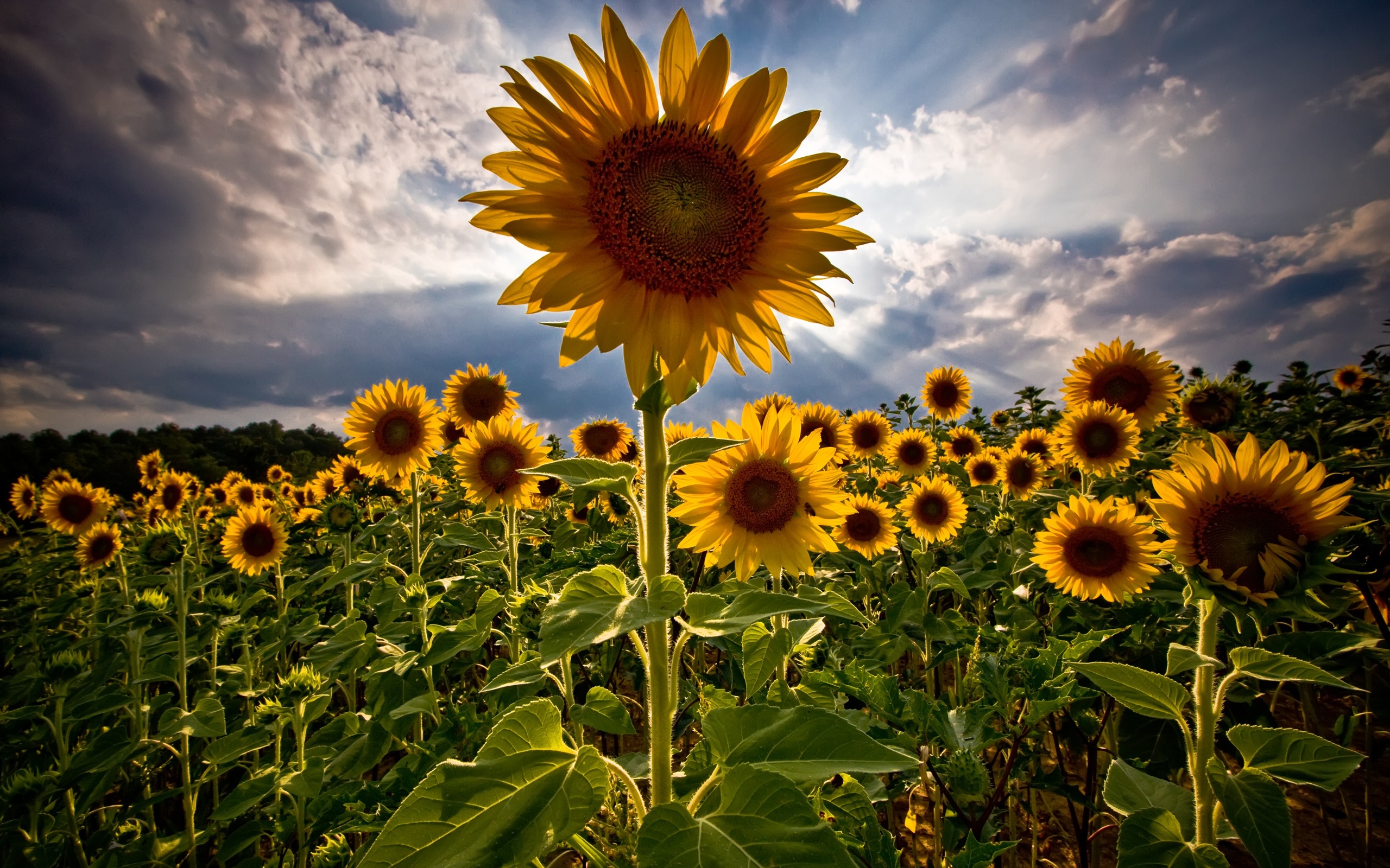 carta da parati girasole,fiore,girasole,cielo,girasole,pianta