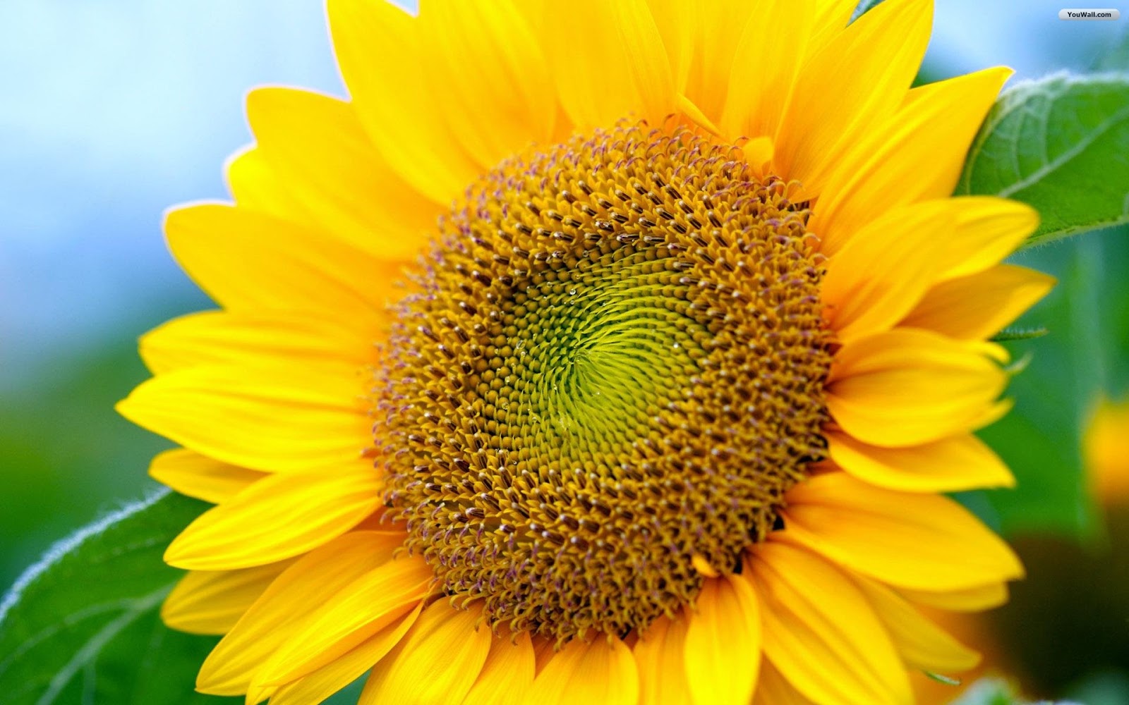 sunflower wallpaper,sunflower,flower,yellow,sunflower,plant