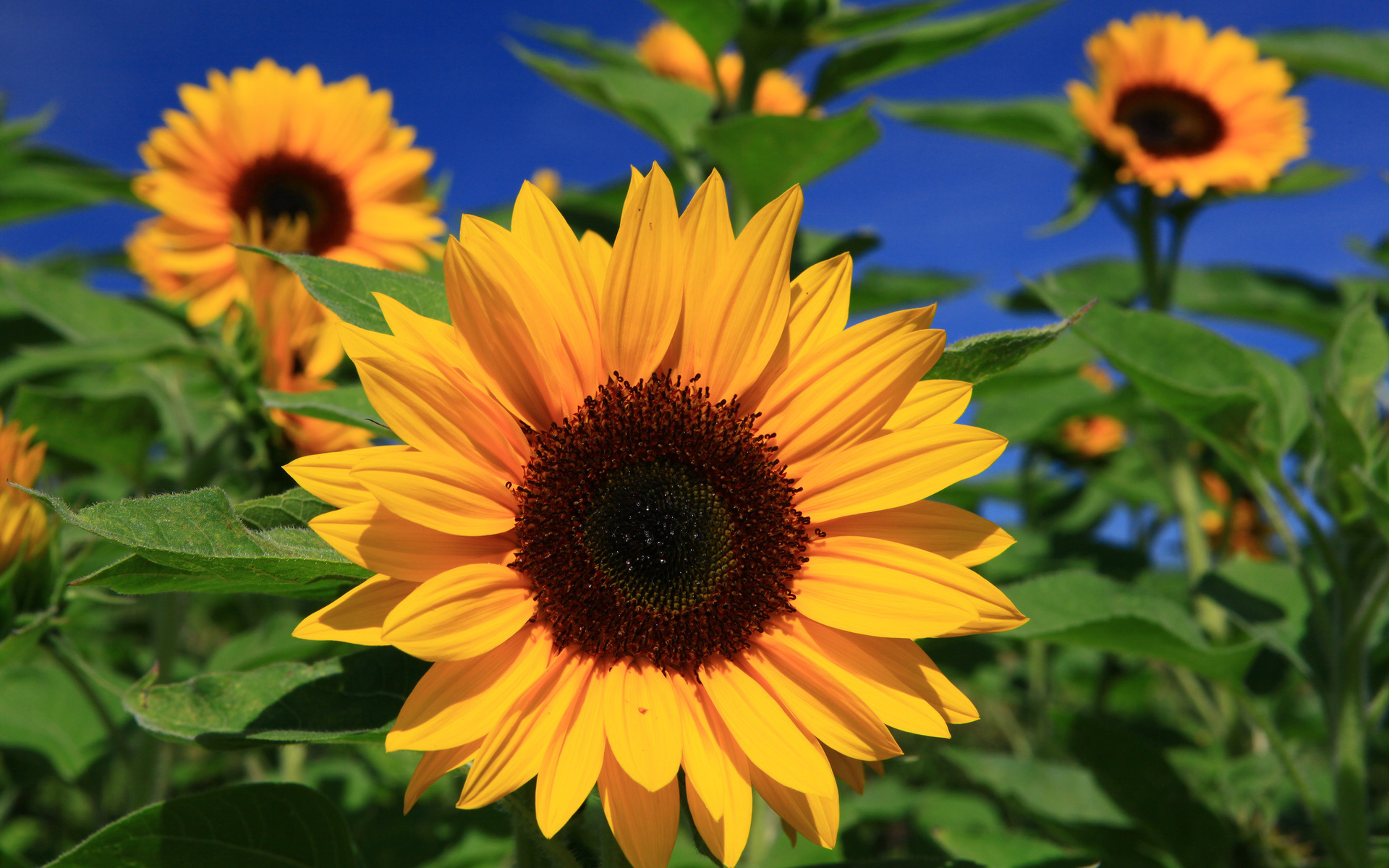 papier peint tournesol,fleur,tournesol,plante à fleurs,plante,pétale