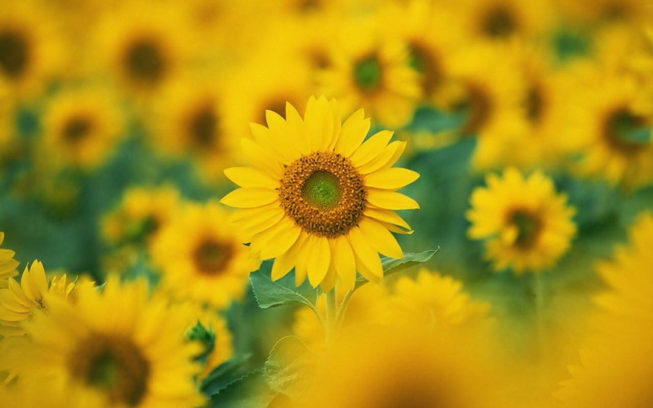 sunflower wallpaper,flower,sunflower,yellow,plant,petal