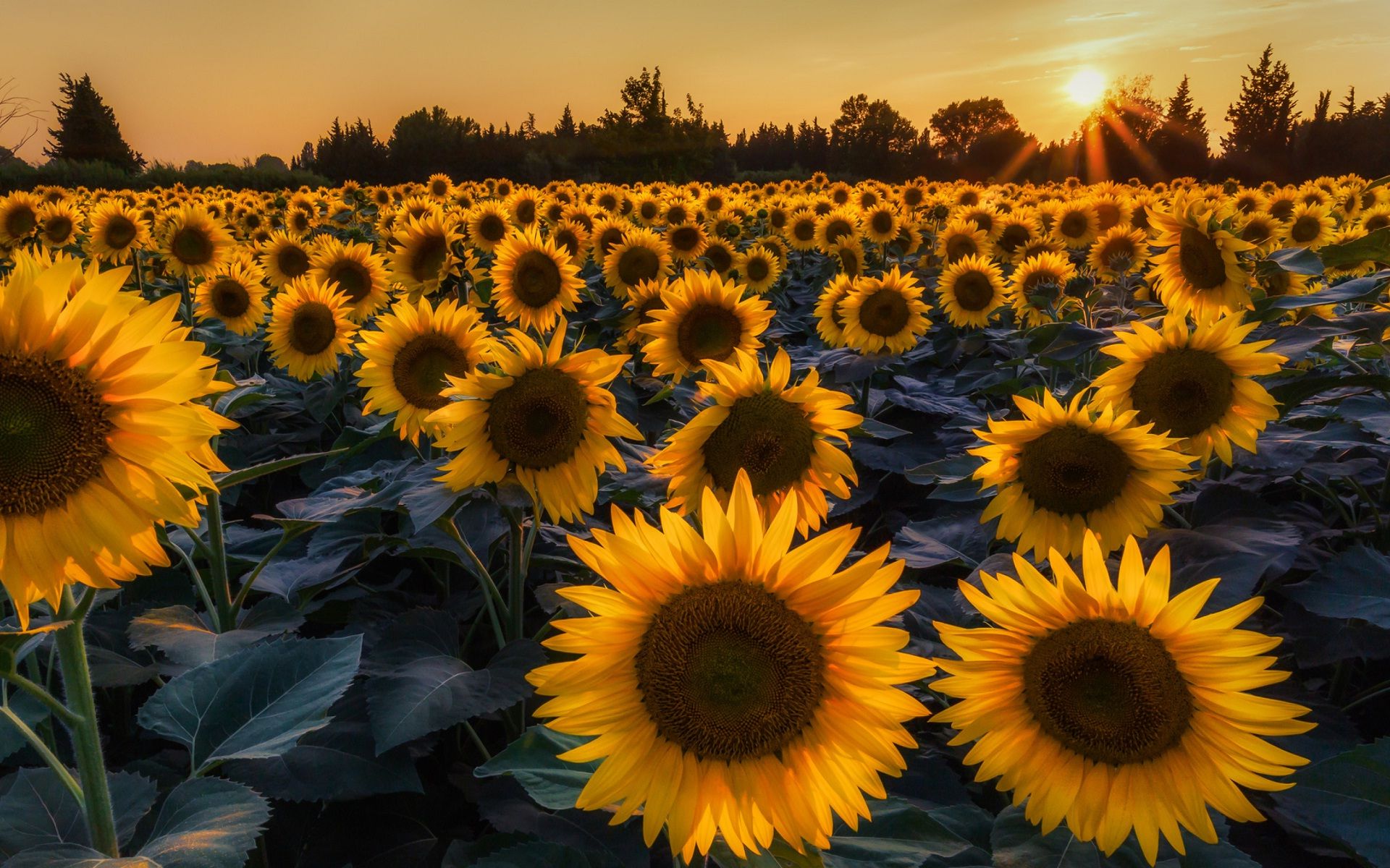 sonnenblumentapete,sonnenblume,blume,himmel,sonnenblume,gelb