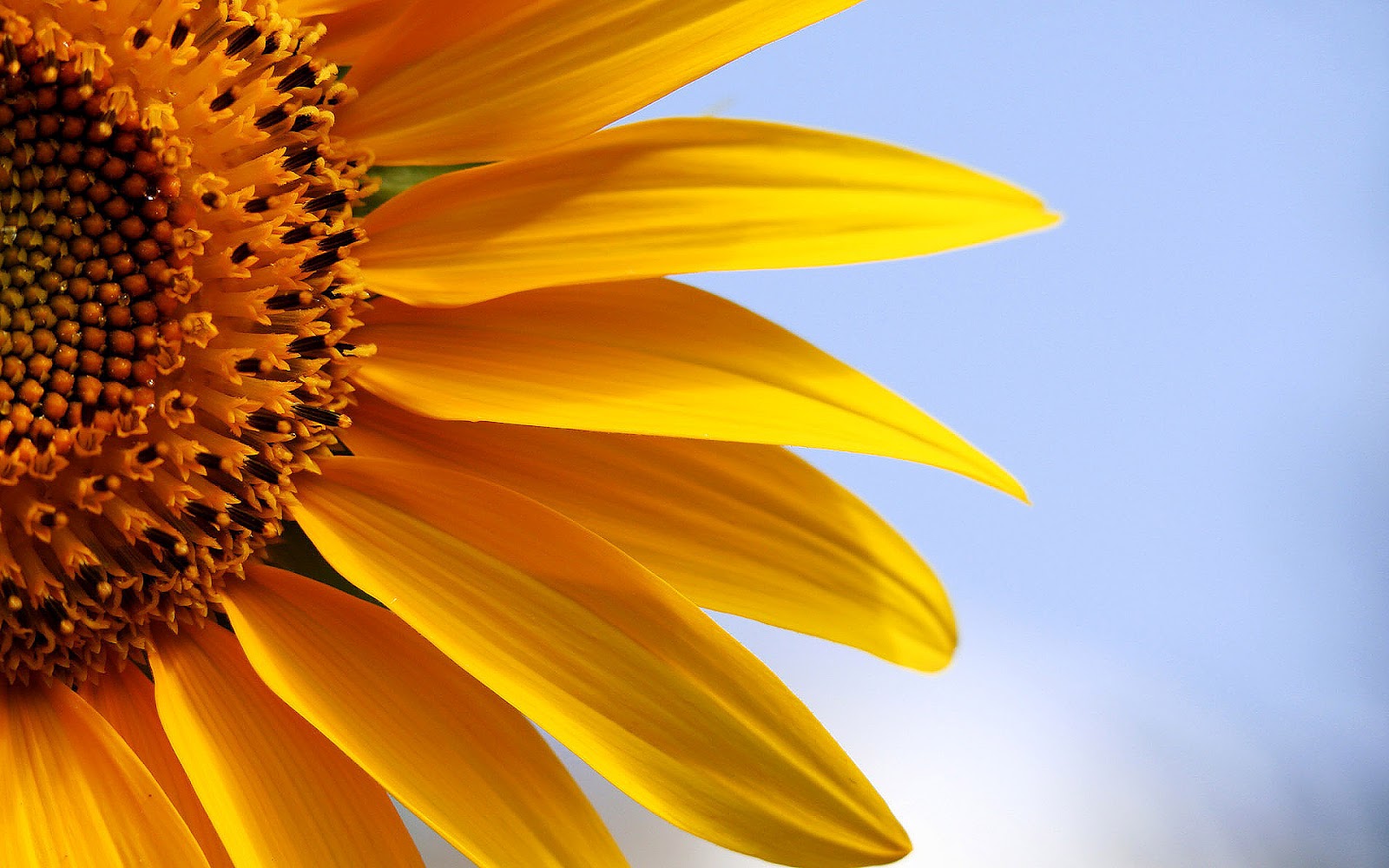 sunflower wallpaper,sunflower,flower,yellow,petal,sunflower