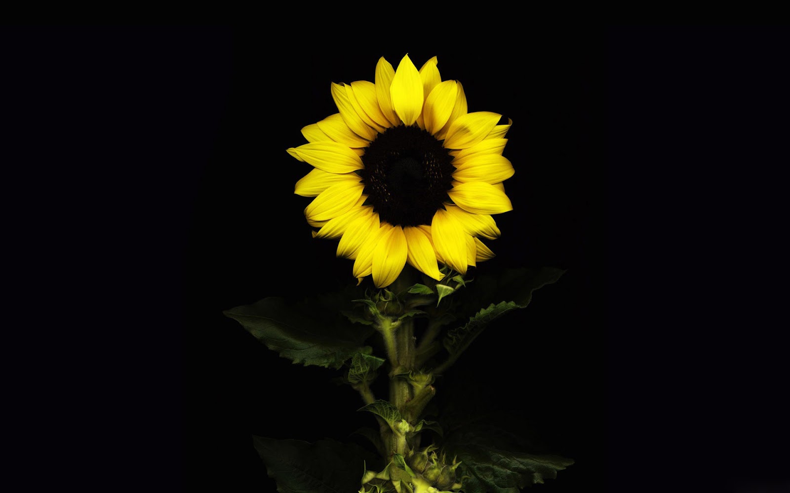 sunflower wallpaper,flower,sunflower,flowering plant,yellow,sunflower