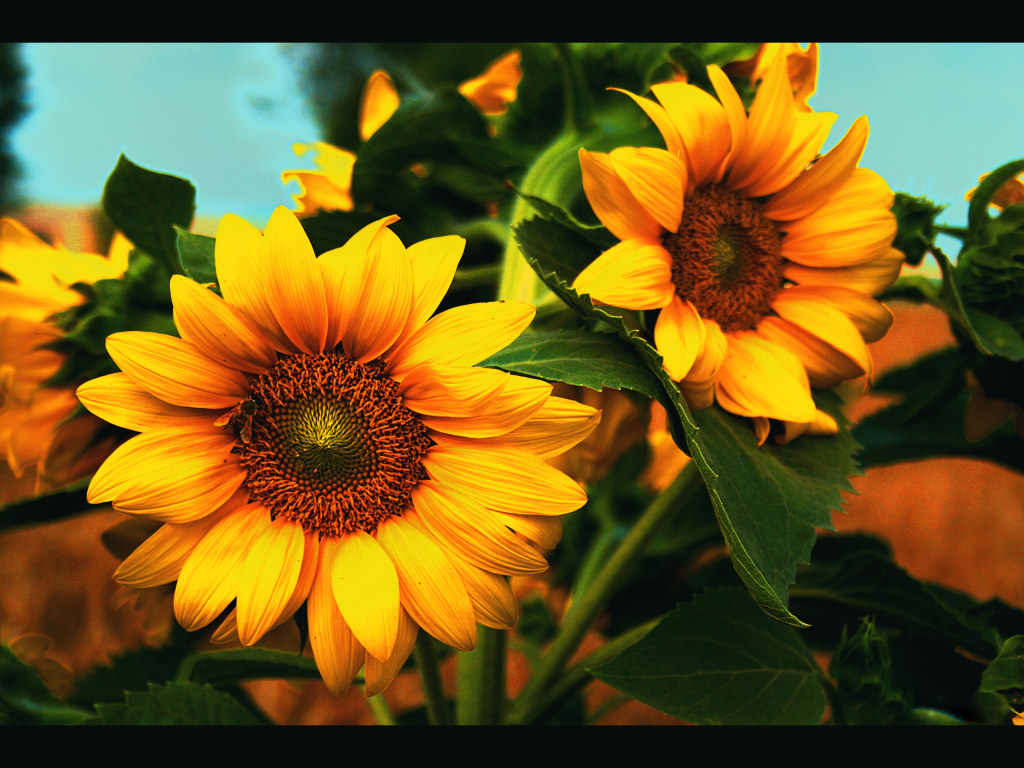 papier peint tournesol,fleur,plante à fleurs,tournesol,pétale,jaune