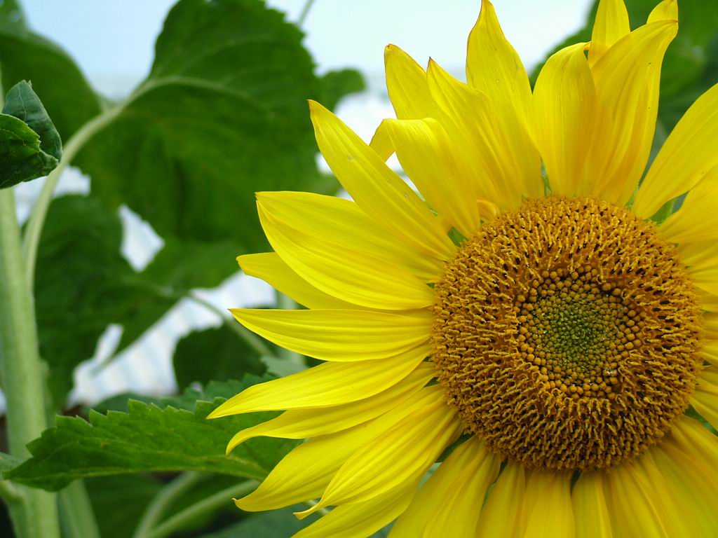 sunflower wallpaper,flower,sunflower,flowering plant,yellow,sunflower