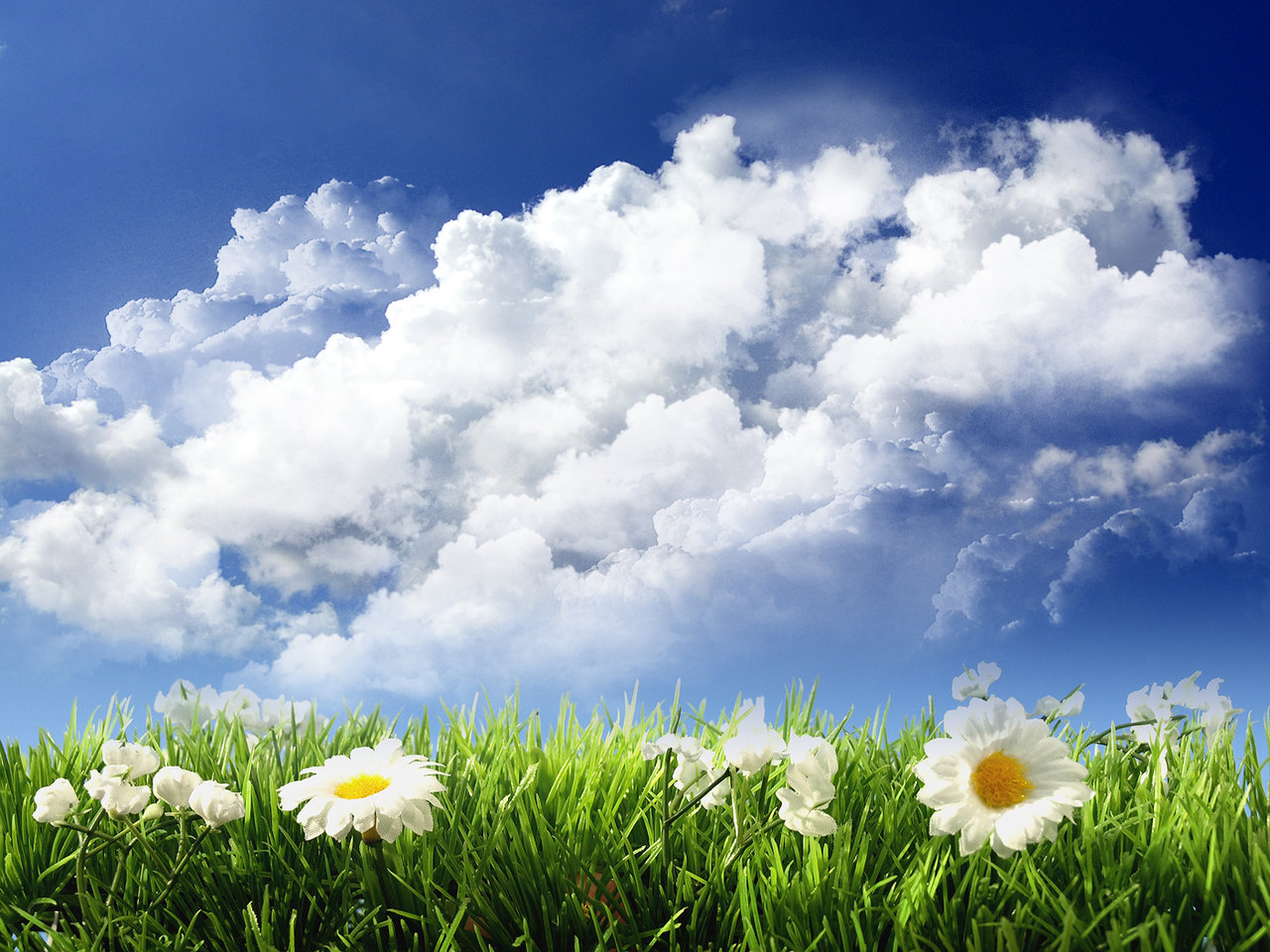 papier peint fleurs de la nature,ciel,nuage,paysage naturel,jour,la nature