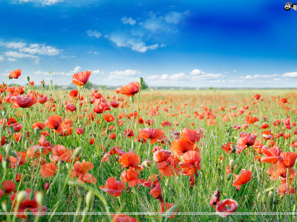 壁紙自然花,花,自然の風景,フィールド,牧草地,工場