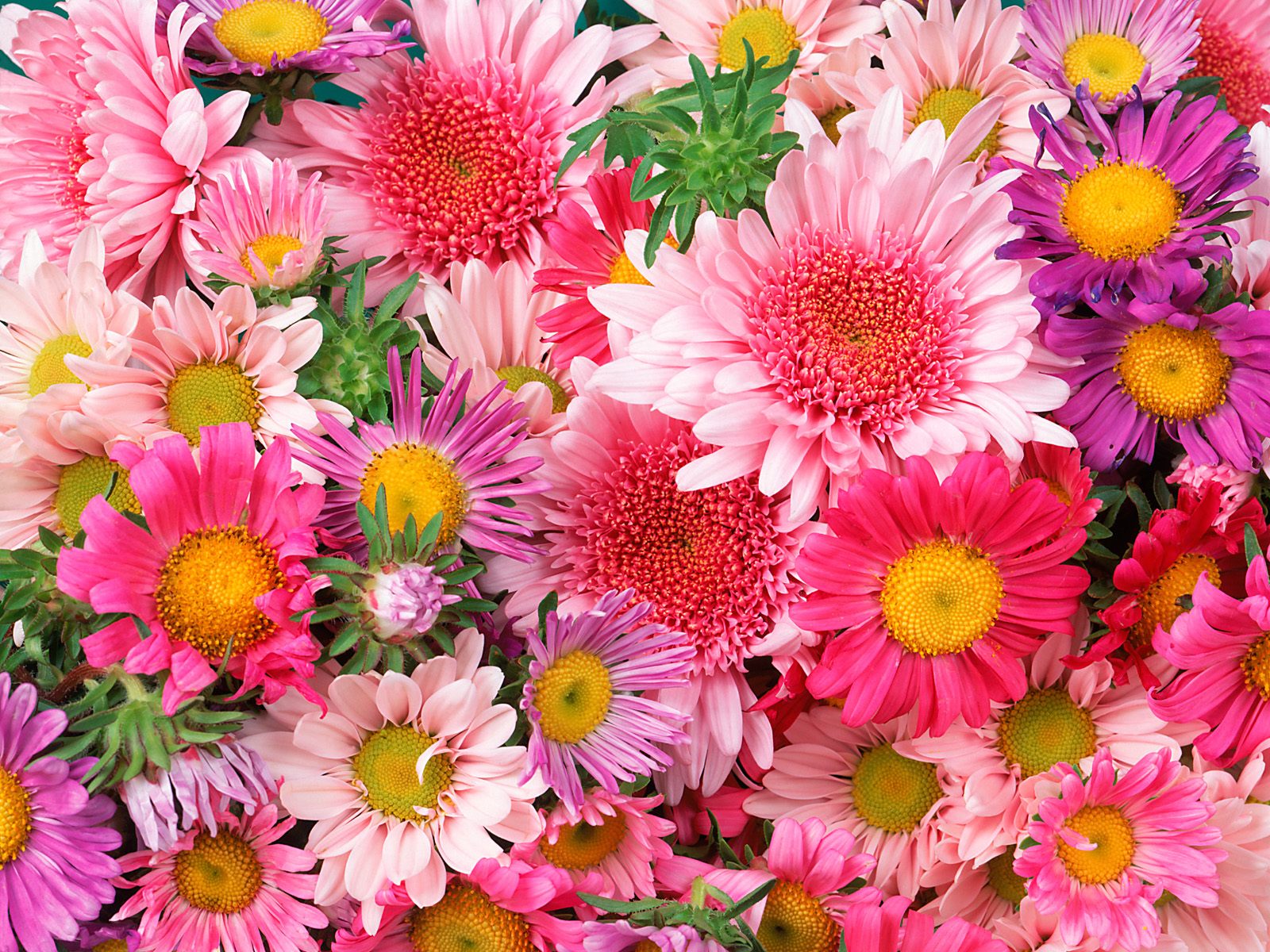 壁紙自然花,花,開花植物,工場,花柄,花弁