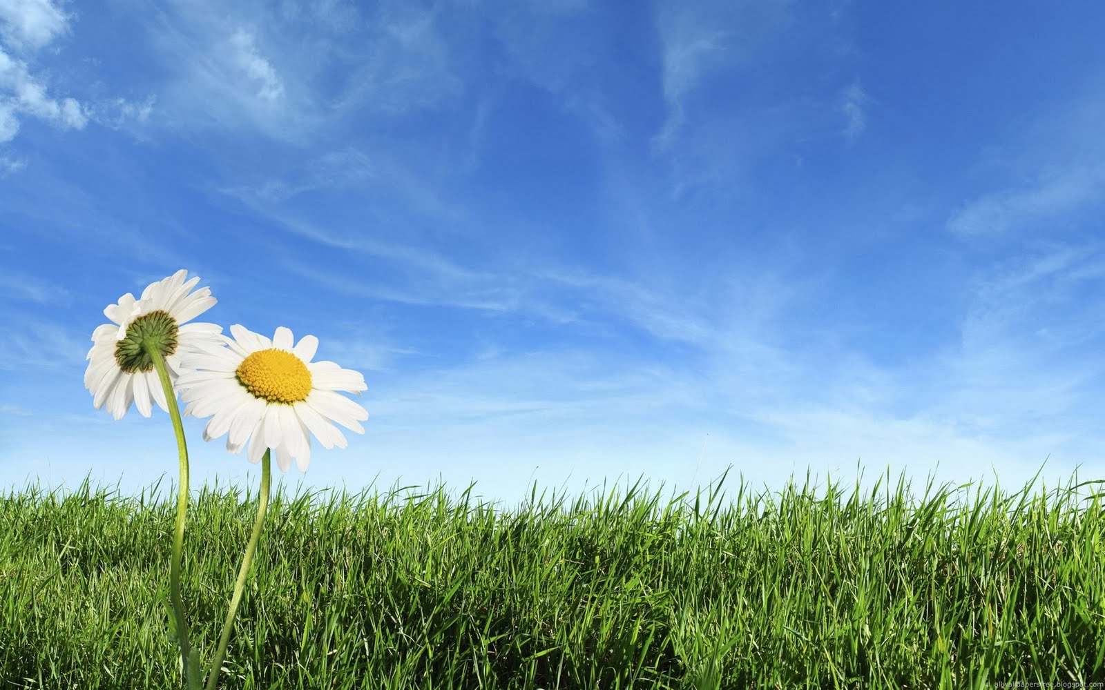 fiori della natura della carta da parati,cielo,natura,giorno,paesaggio naturale,prato