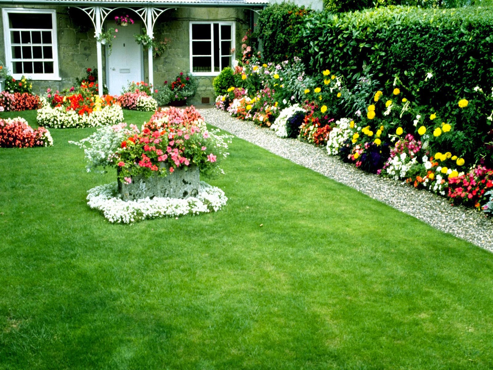 fiori della natura della carta da parati,prato,giardino,erba,cortile,pianta