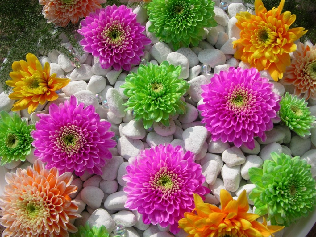 fiori della natura della carta da parati,fiore,pianta fiorita,pianta,disegno floreale,petalo